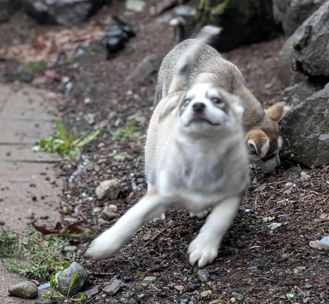 Enlarge Svetlana (Russian litter), a Adoptable mixed breed in Silvana, WA image 5/6