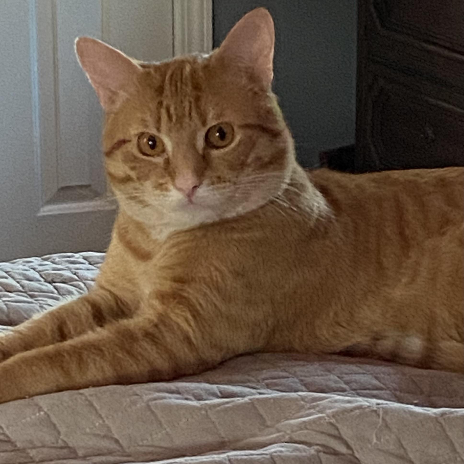 Enlarge Taz, a ADOPTABLE Domestic Short Hair in Memphis, TN image 2/4