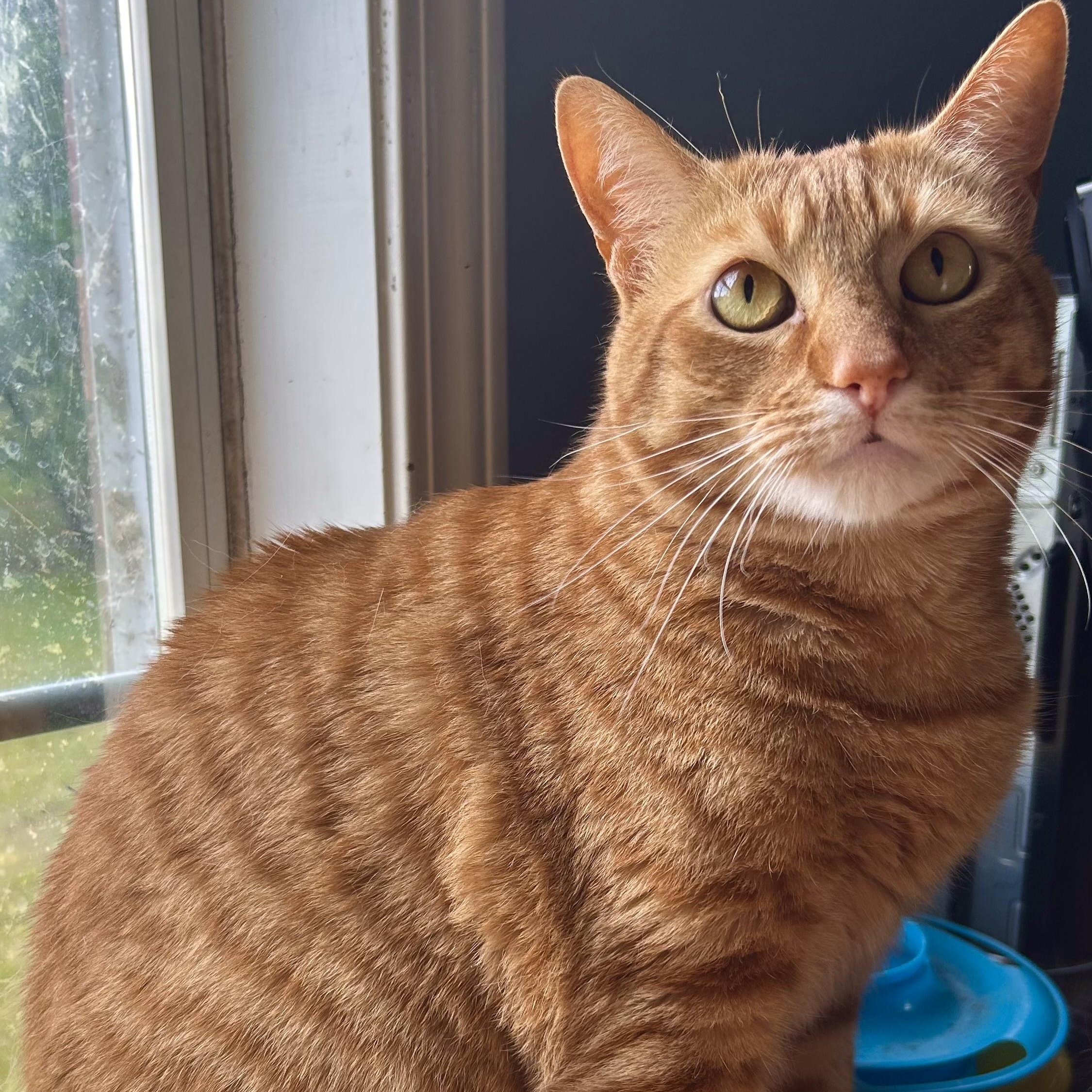 Enlarge Taz, a ADOPTABLE Domestic Short Hair in Memphis, TN image 1/1