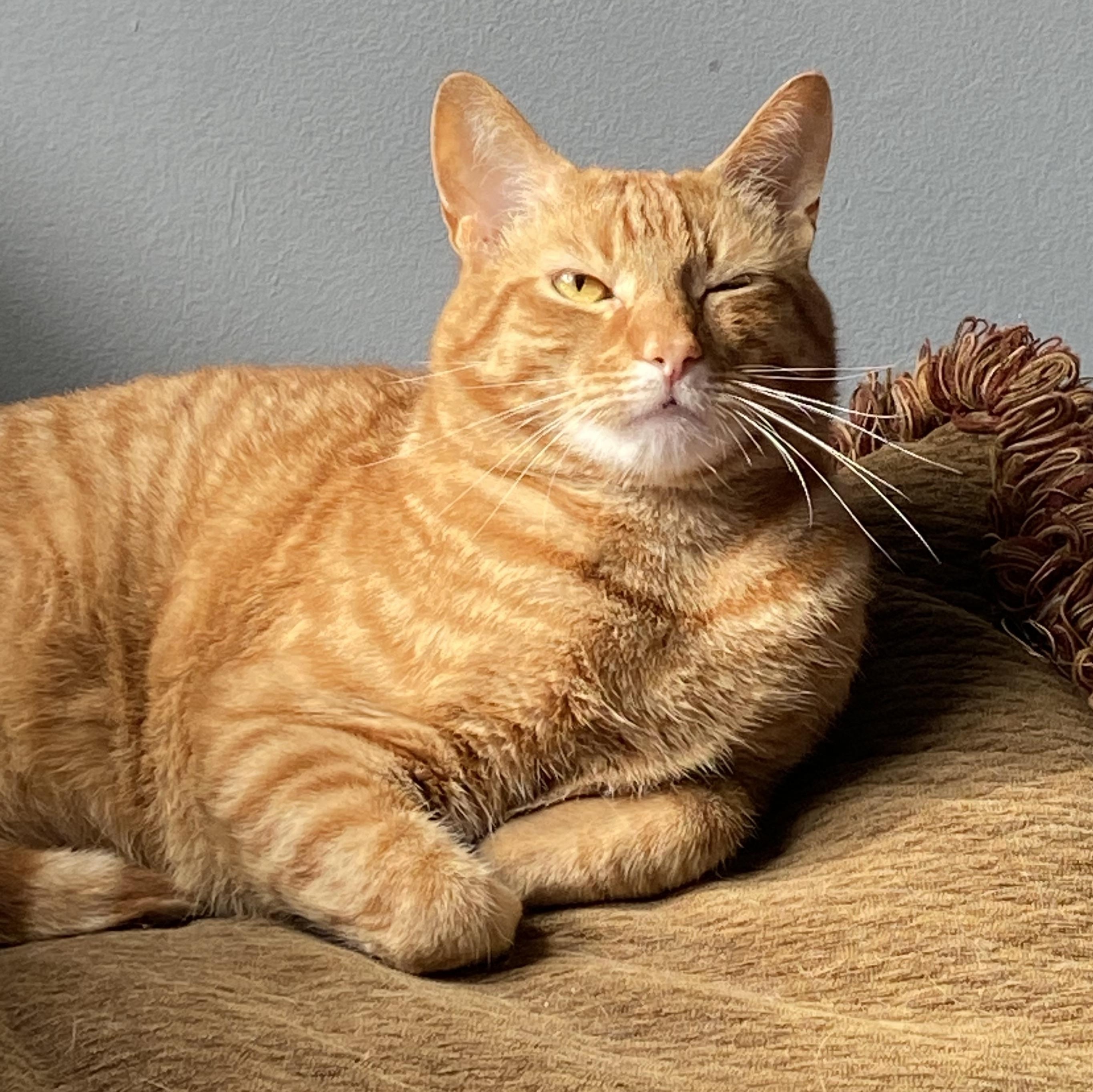 Enlarge Taz, a ADOPTABLE Domestic Short Hair in Memphis, TN image 4/4