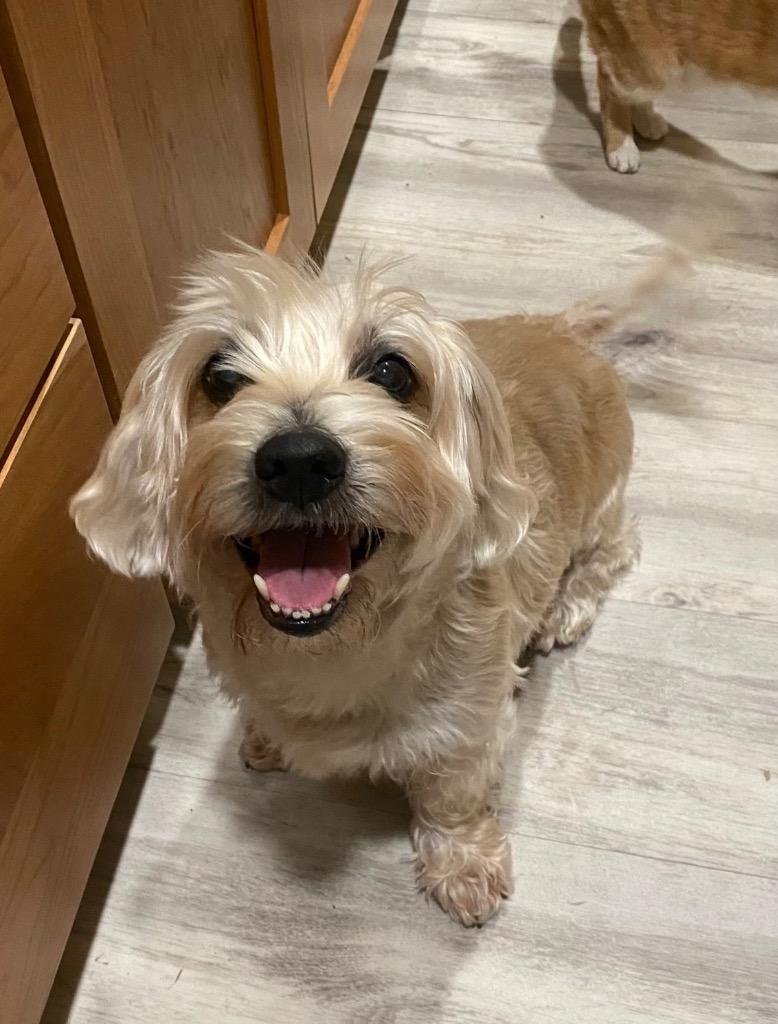 Benji, a Adopted mixed breed in Little Rock, AR image 2/3