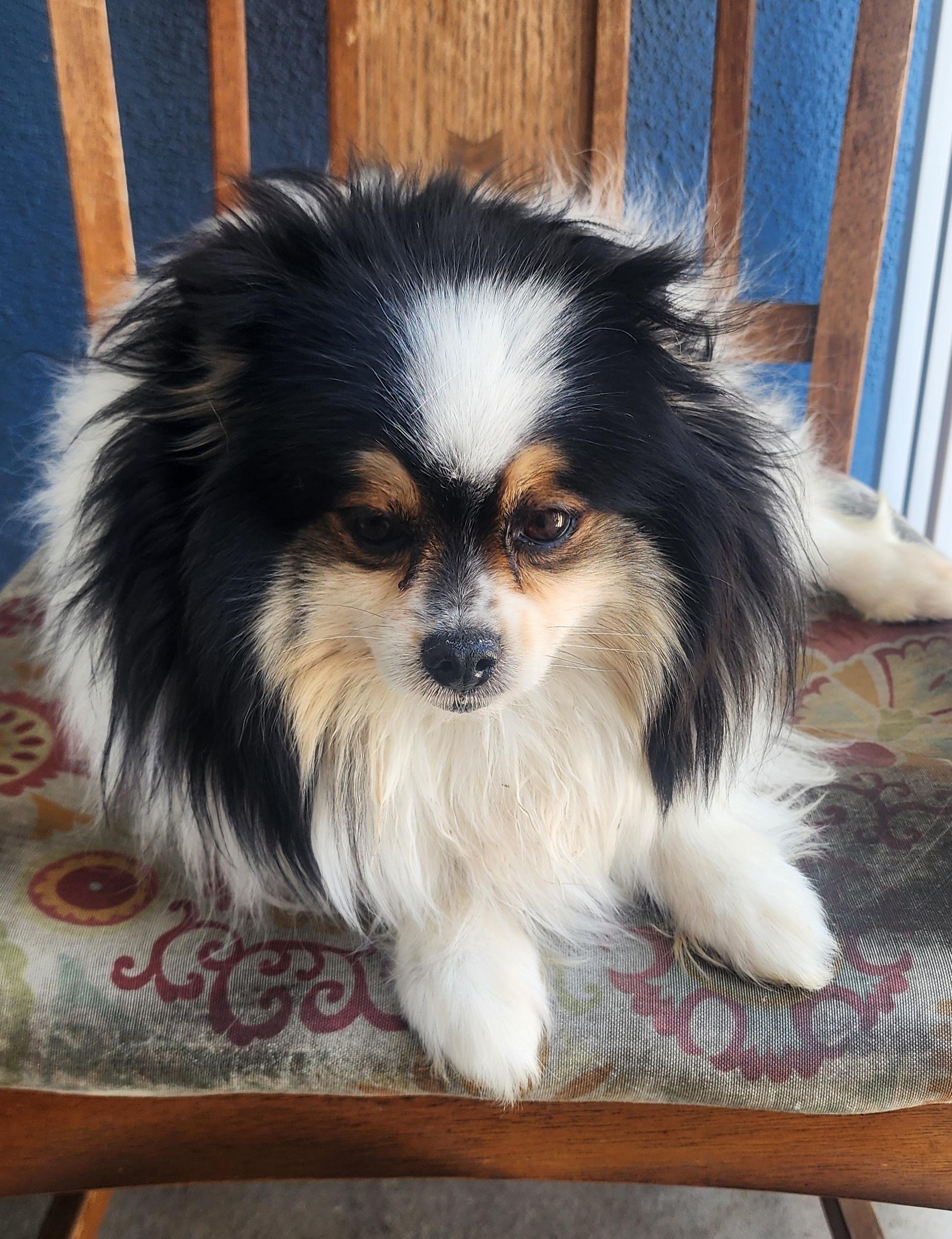 Enlarge Sweetie , an adopted Pomeranian in Victorville, CA image 1/2