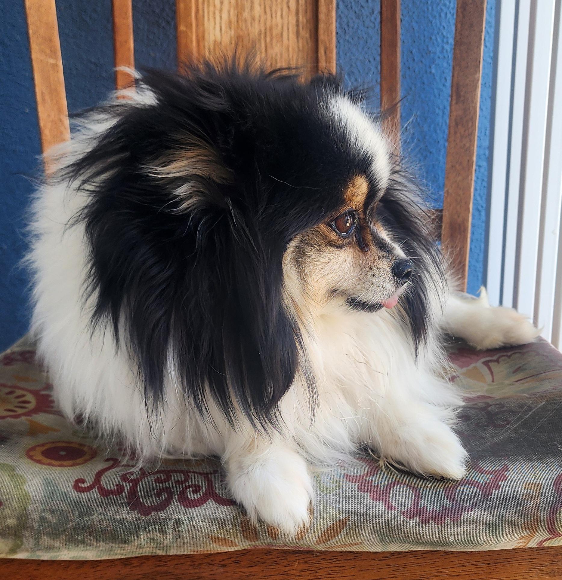 Enlarge Sweetie , an adopted Pomeranian in Victorville, CA image 2/2