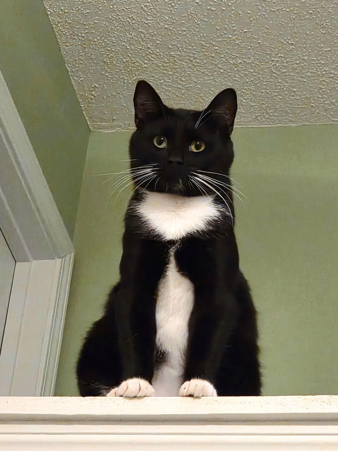 Bucee - CP, Adopted, Young Male Tuxedo & Domestic Short Hair.