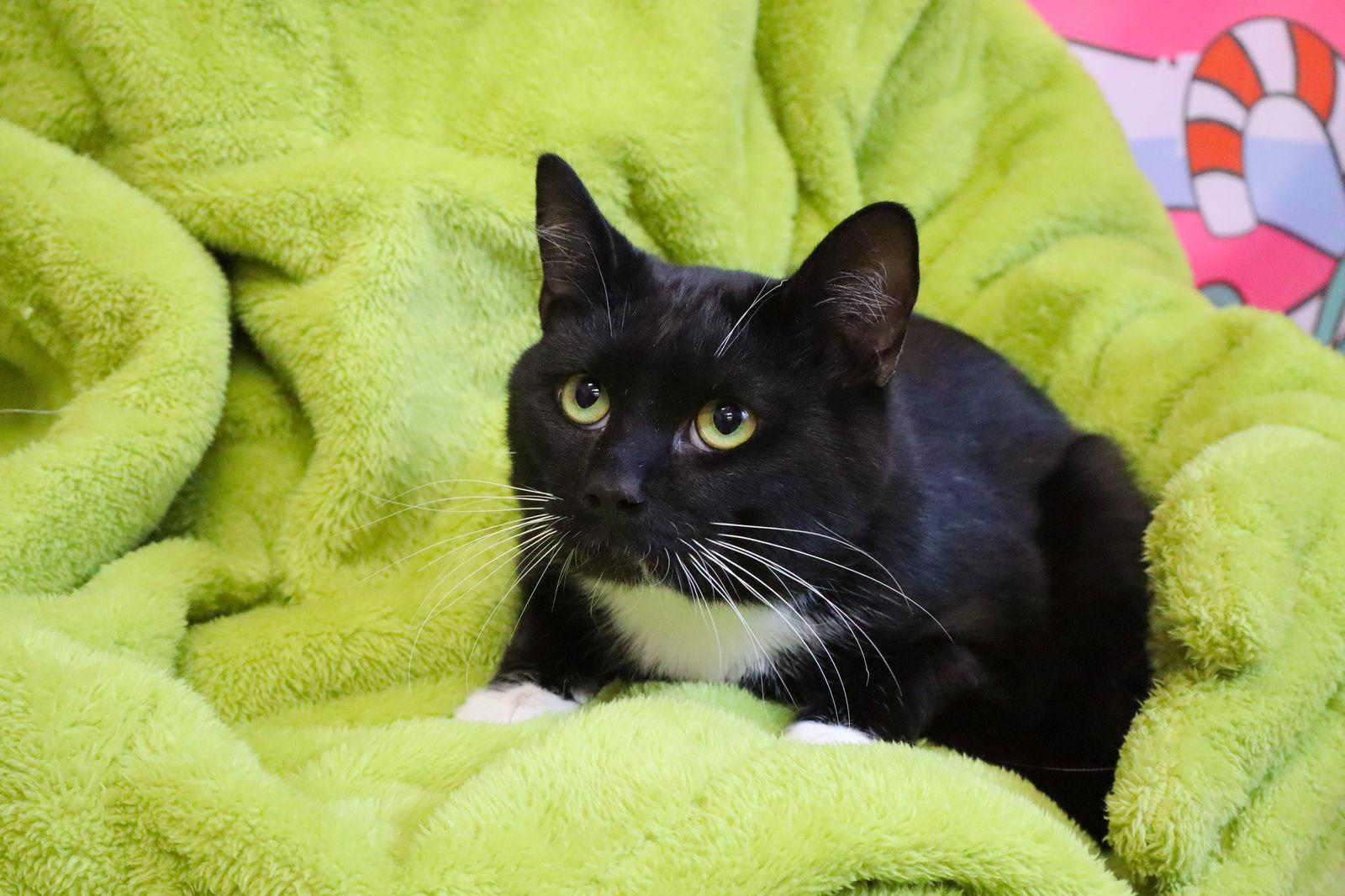 Bucee - CP, a Adopted mixed breed in Locust Grove, GA image 3/3