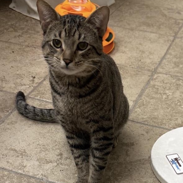 Peanut, adopted, Young Male Domestic Short Hair.