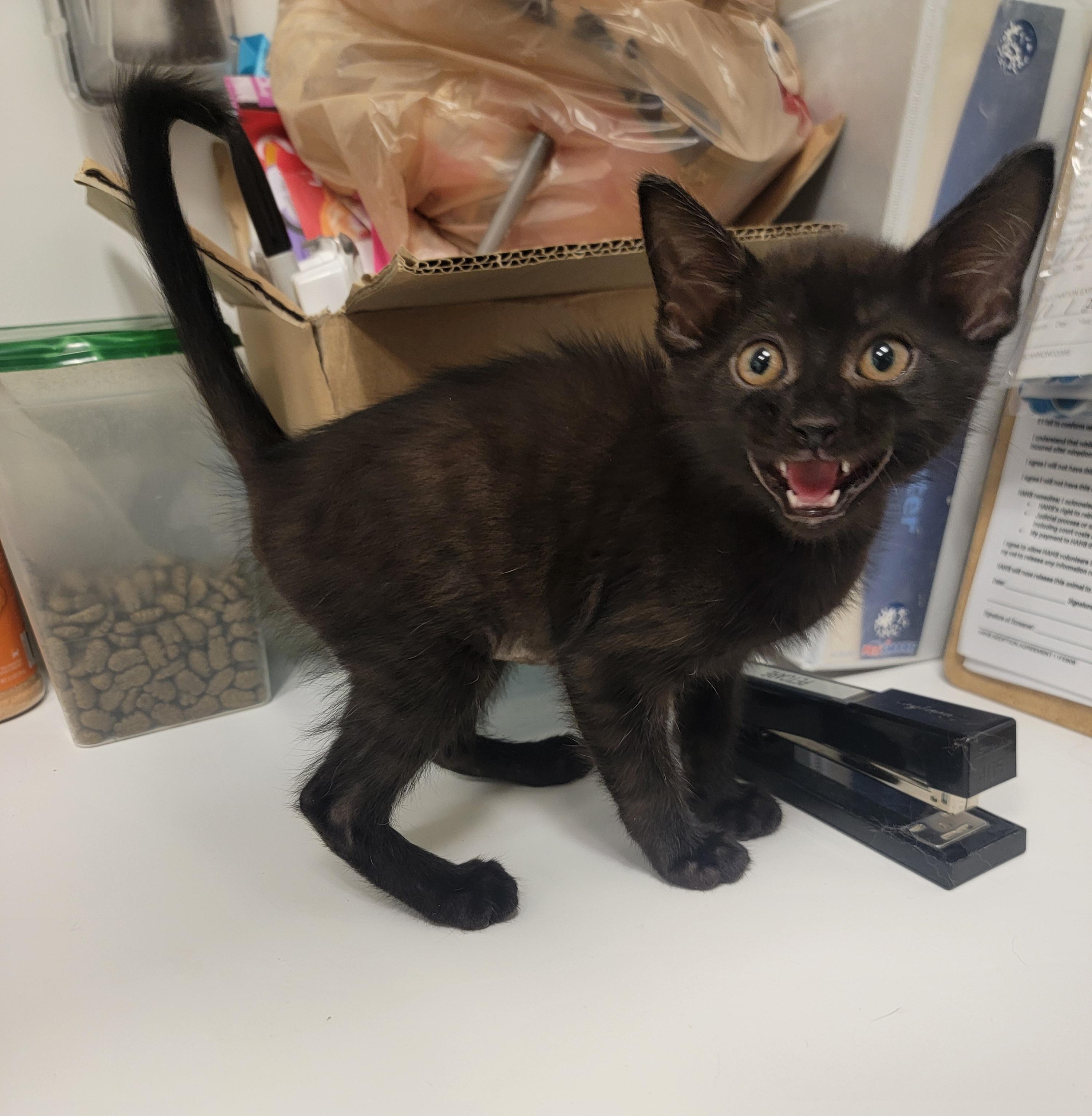 Calliope, Adoptable, Kitten Female Domestic Short Hair.