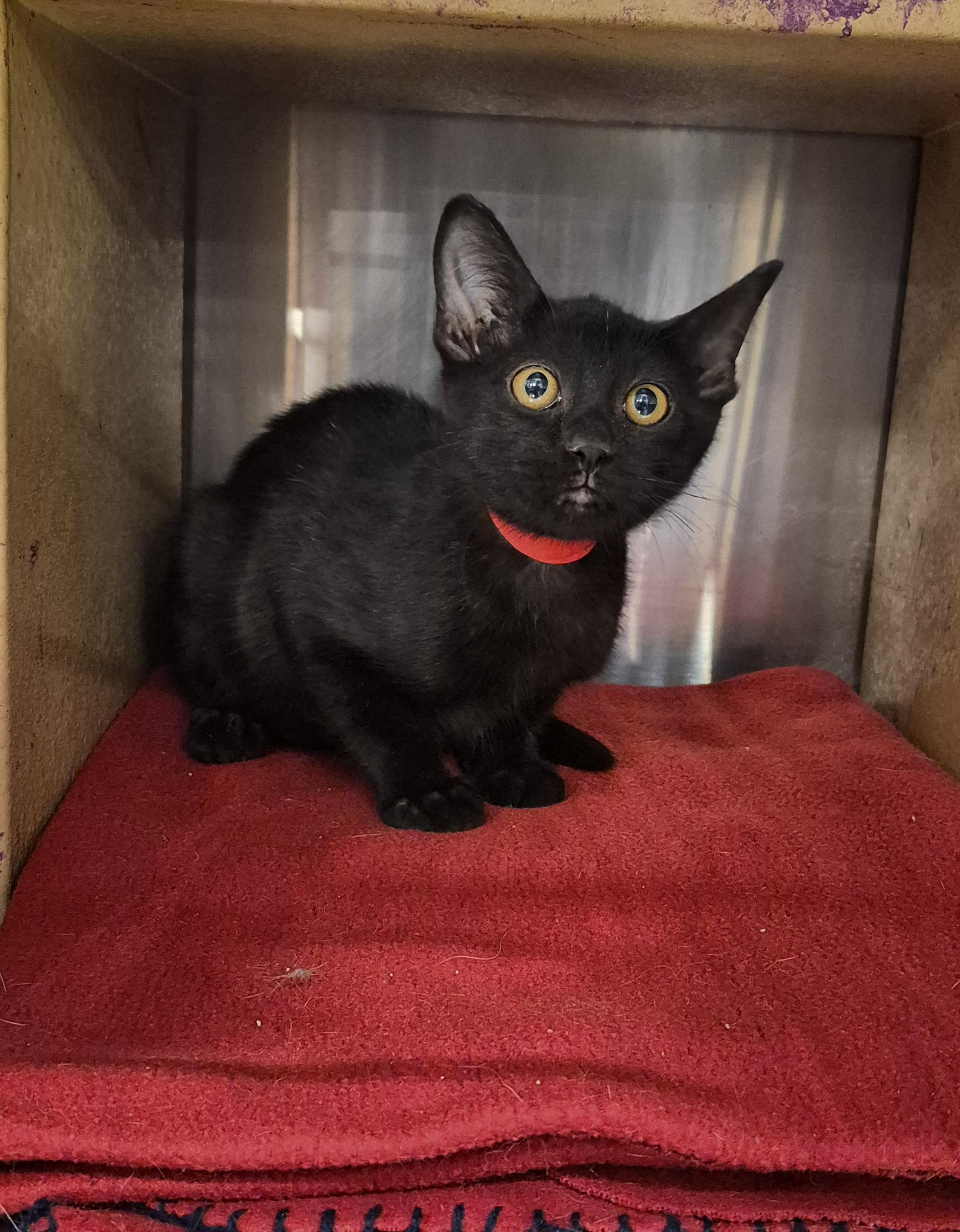 Calliope, Adoptable, Kitten Female Domestic Short Hair.