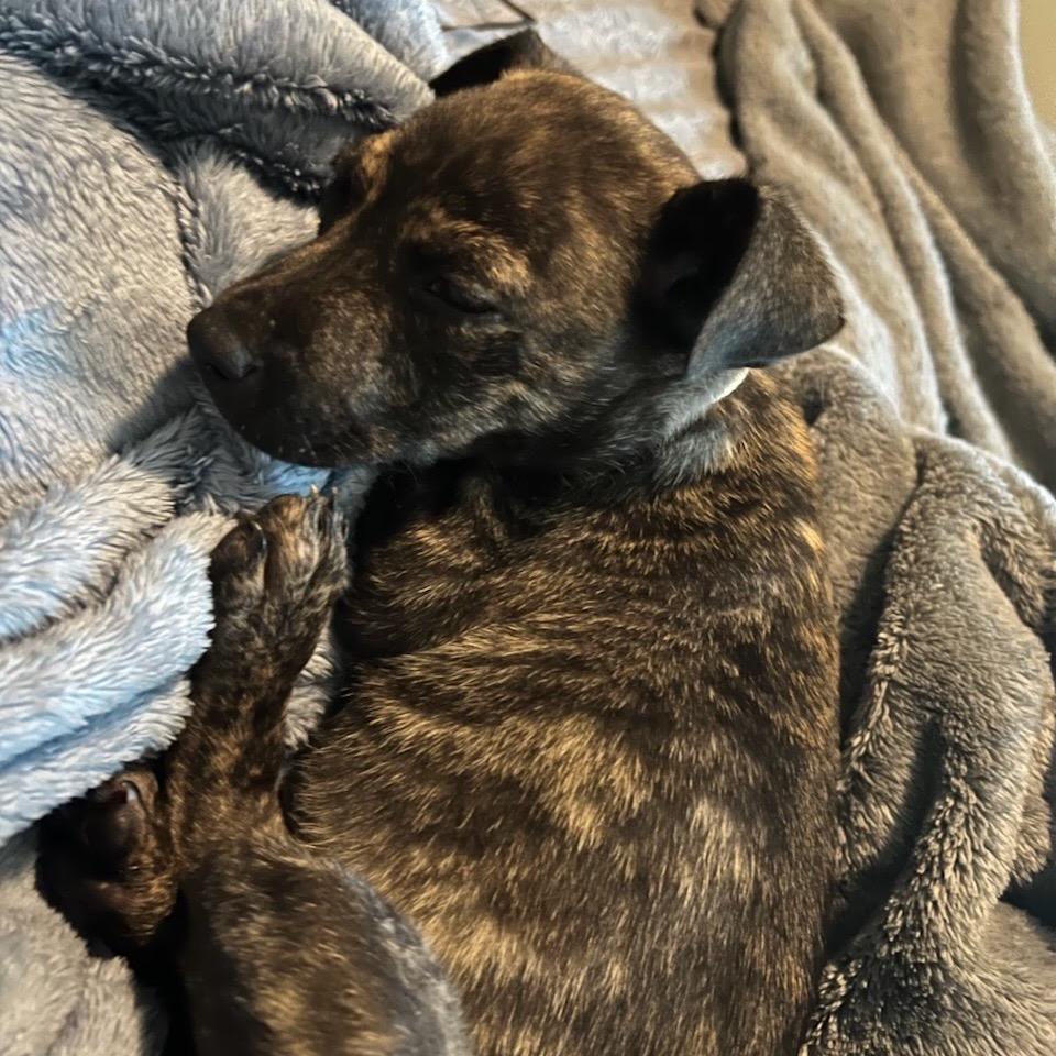 Enlarge Nutmeg, a Adoptable Mixed Breed in Tacoma, WA image 2/4