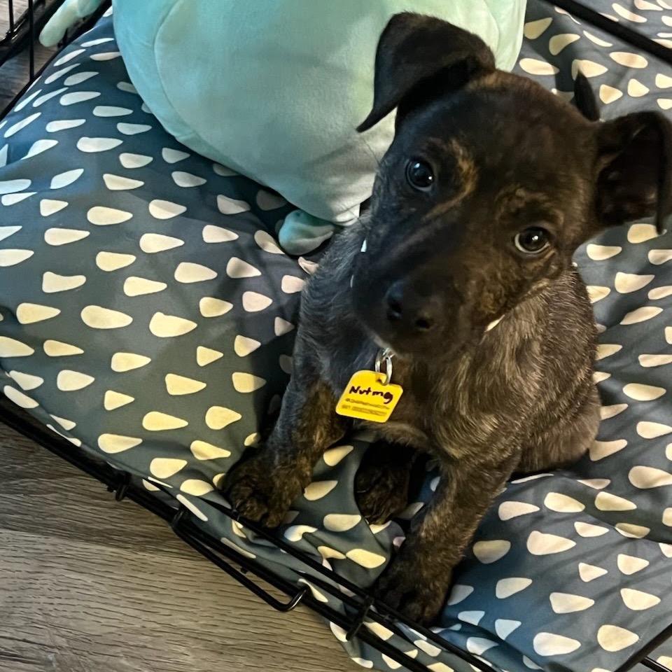 Enlarge Nutmeg, a Adoptable Mixed Breed in Tacoma, WA image 3/4
