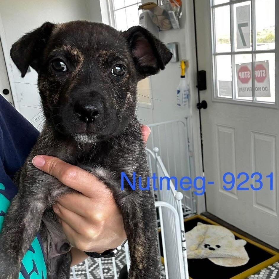 Enlarge Nutmeg, a Adoptable Mixed Breed in Tacoma, WA image 4/4