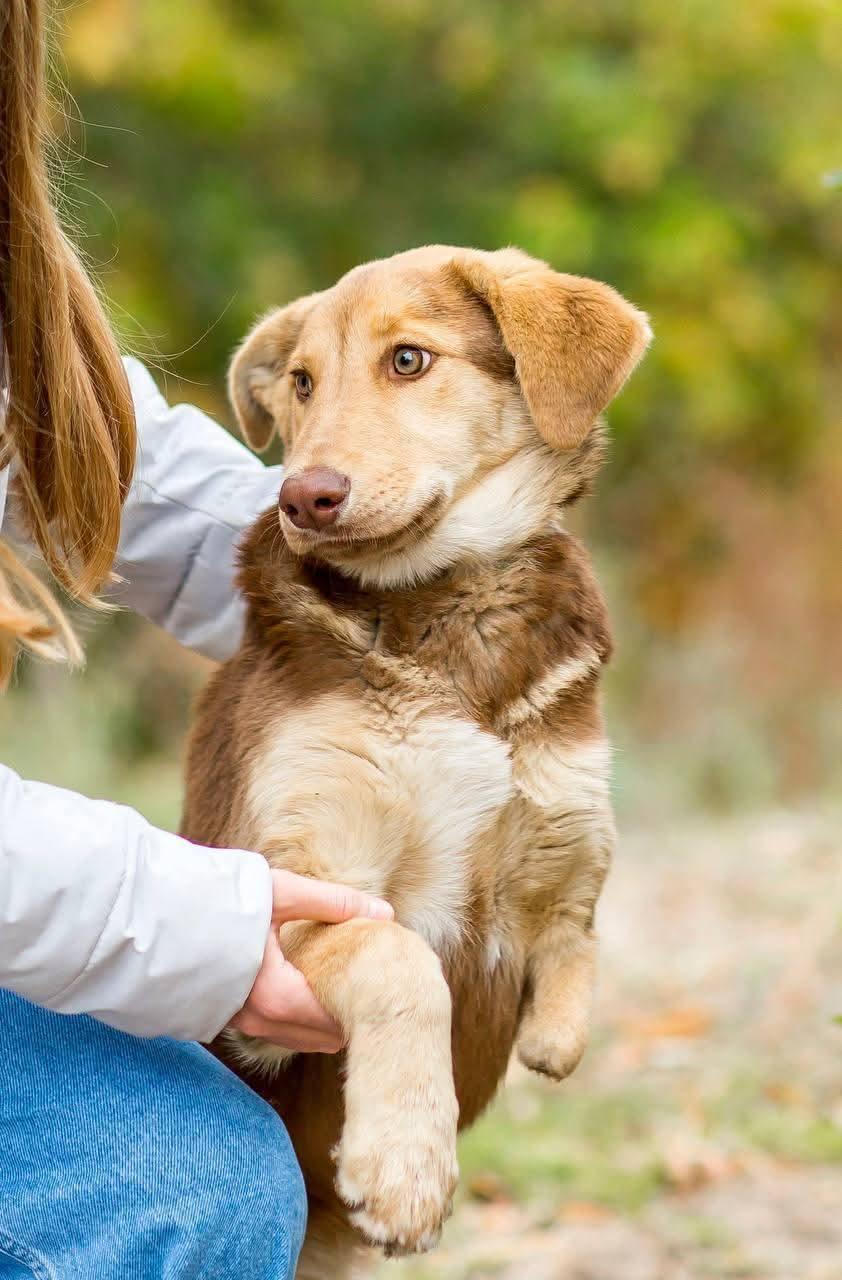 Harley, a ADOPTABLE mixed breed in North York, ON image 1/3