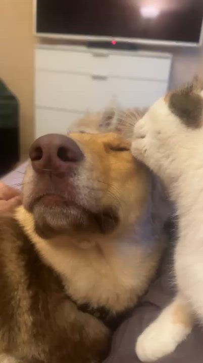 Enlarge Harley, a ADOPTABLE mixed breed in North York, ON video 3/3