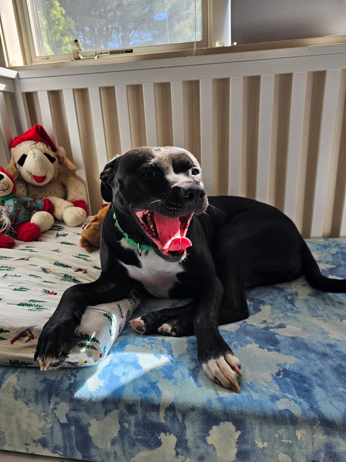 Harley, a Adoptable Pit Bull Terrier in Chester, NJ image 1/3