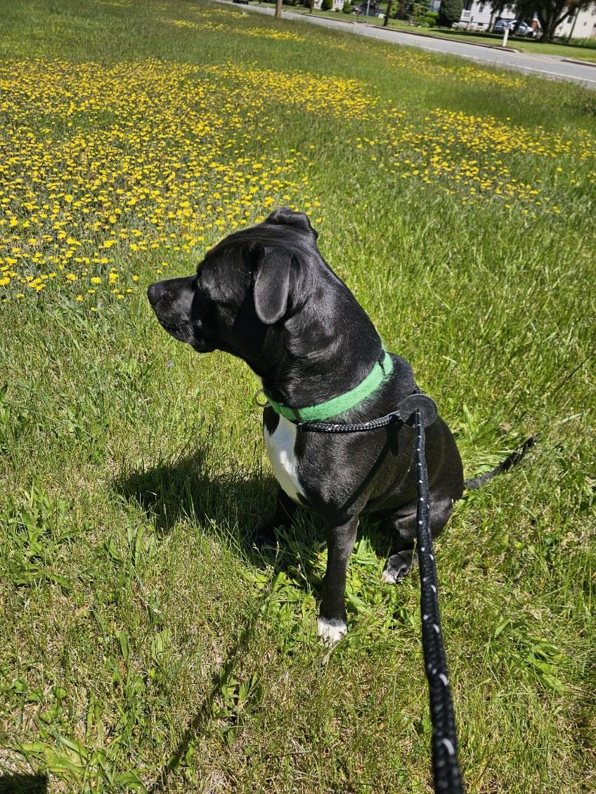 Harley, a Adoptable Pit Bull Terrier in Chester, NJ image 2/3