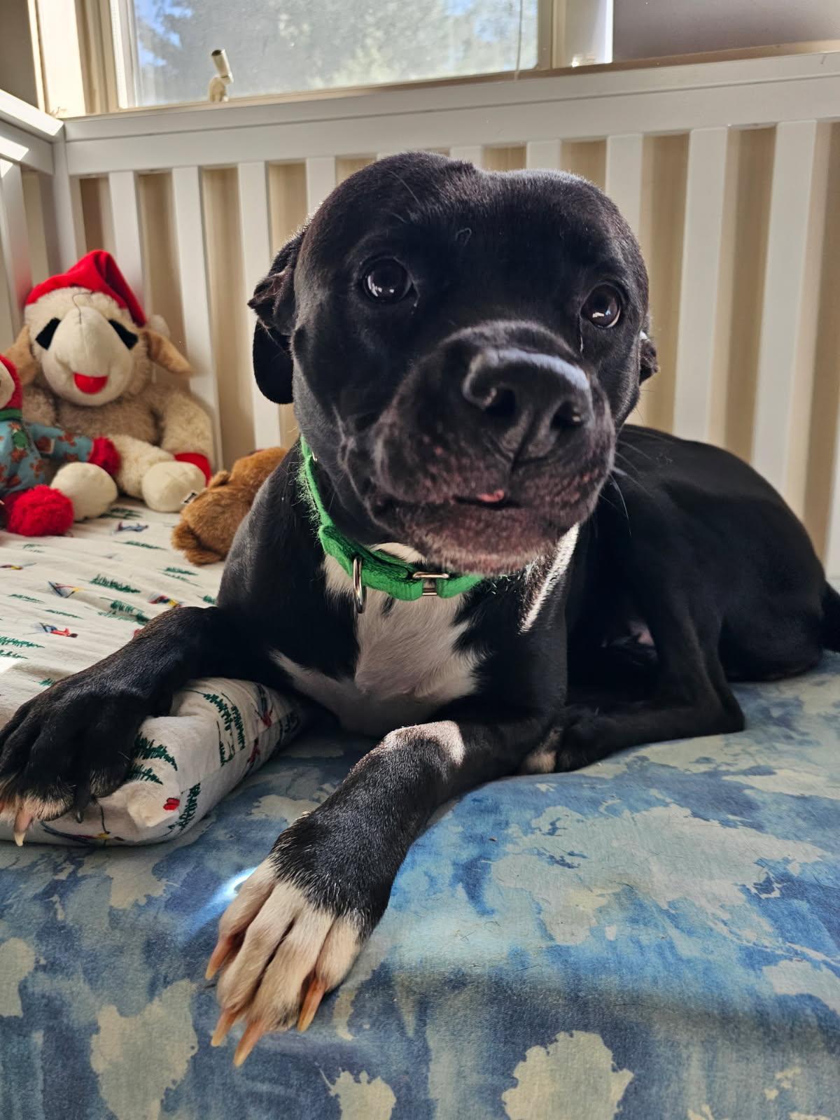 Harley, a Adoptable Pit Bull Terrier in Chester, NJ image 3/3
