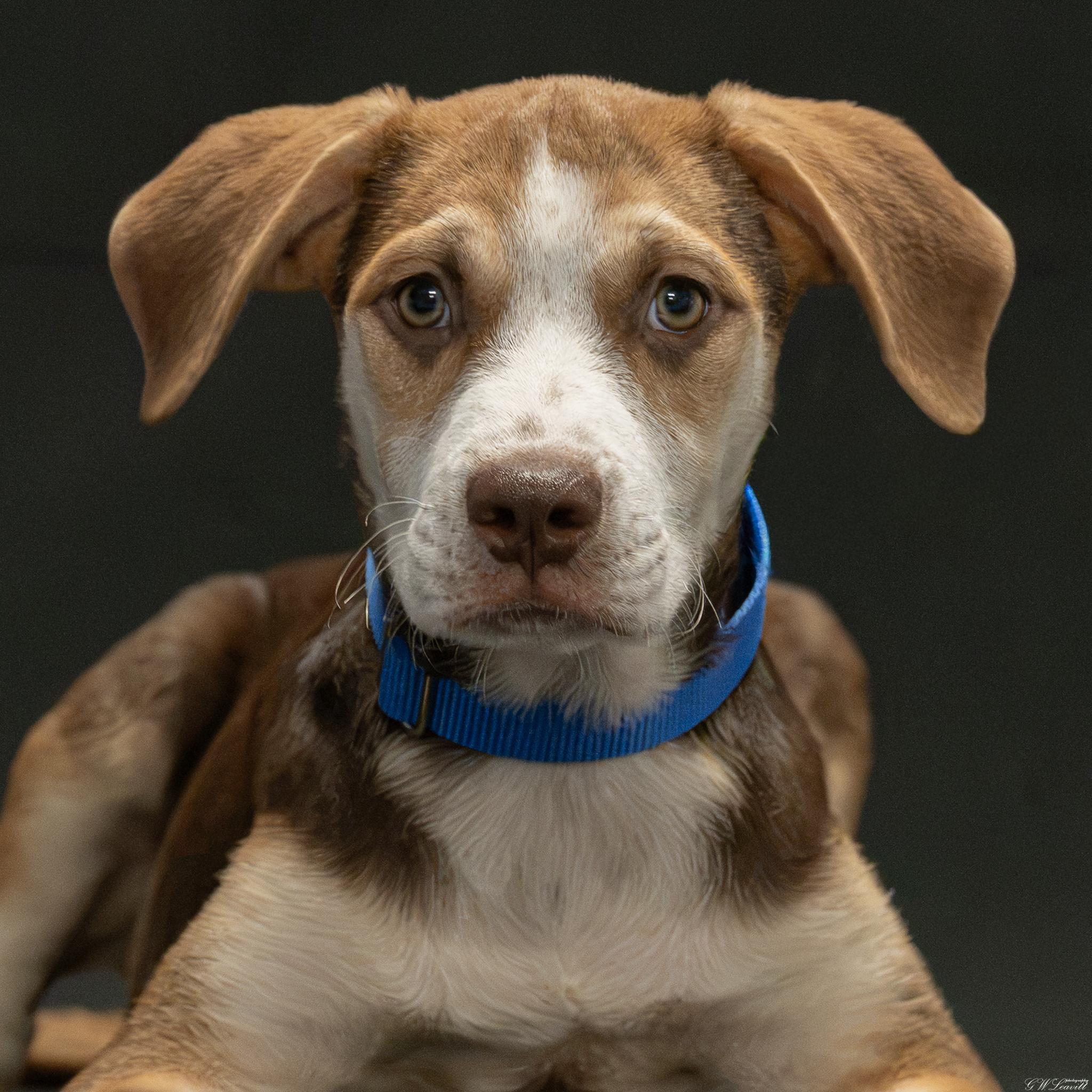 Enlarge Shanti, a Adopted Mixed Breed in Argyle, NY image 2/6