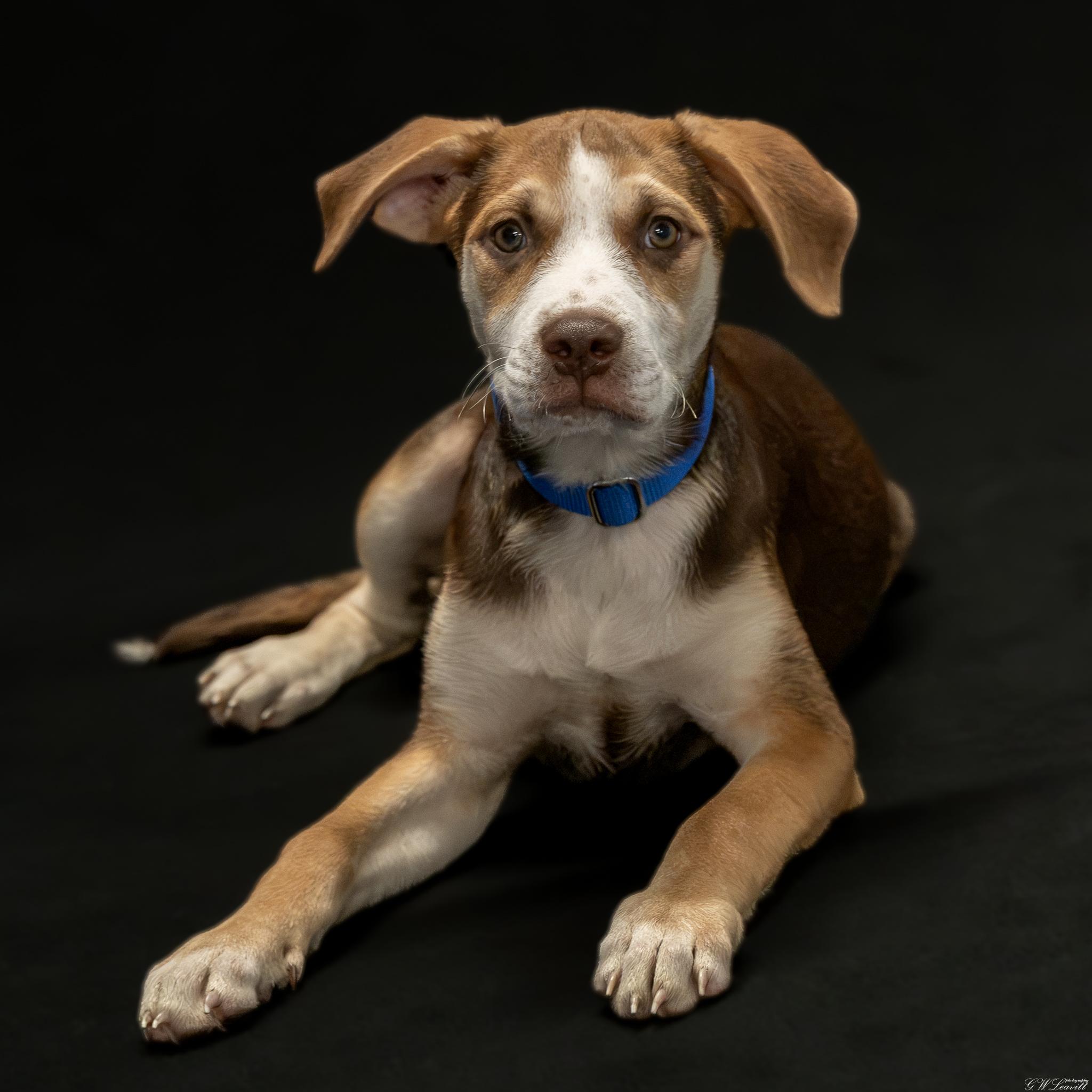 Enlarge Shanti, a Adopted Mixed Breed in Argyle, NY image 4/6