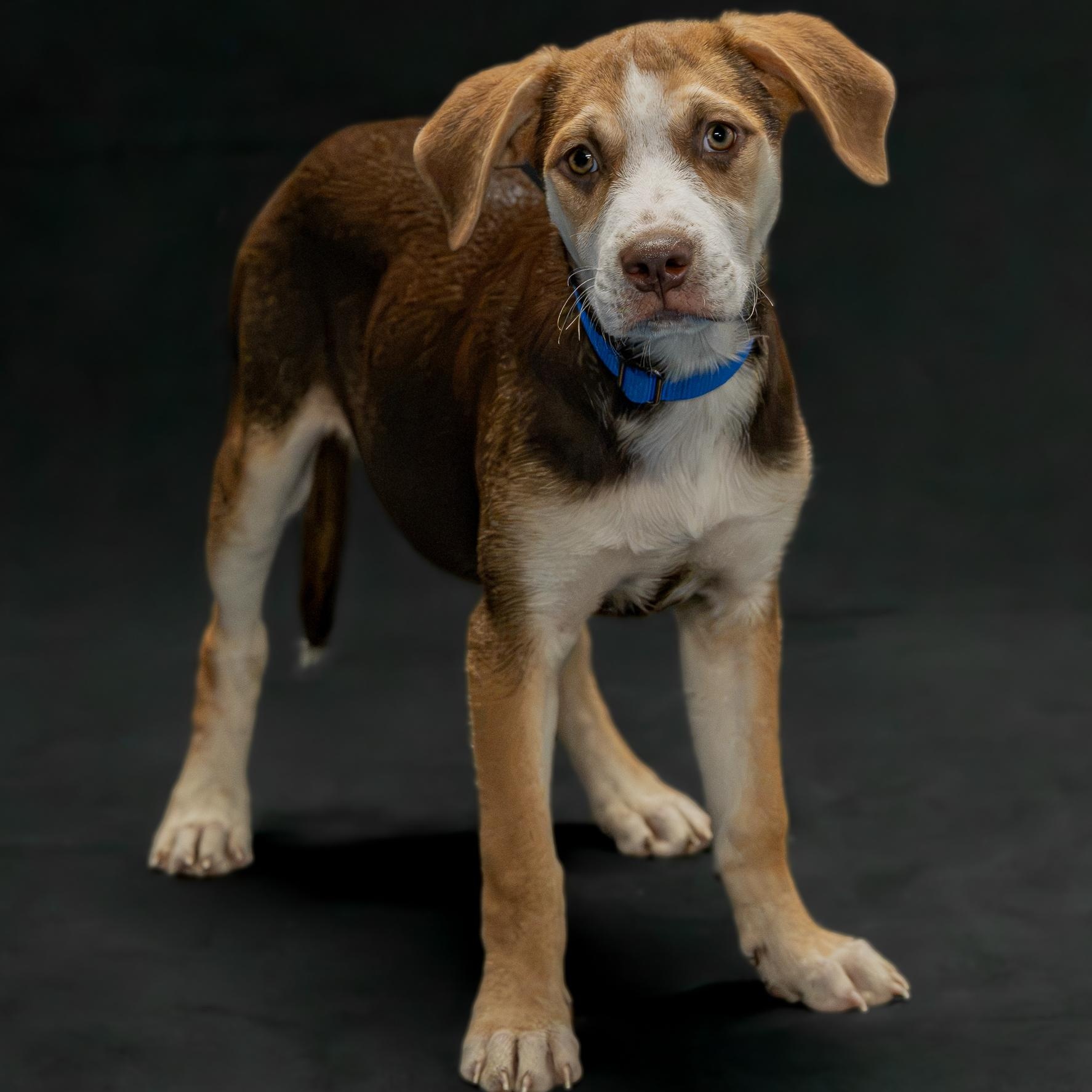 Enlarge Shanti, a Adopted Mixed Breed in Argyle, NY image 3/6