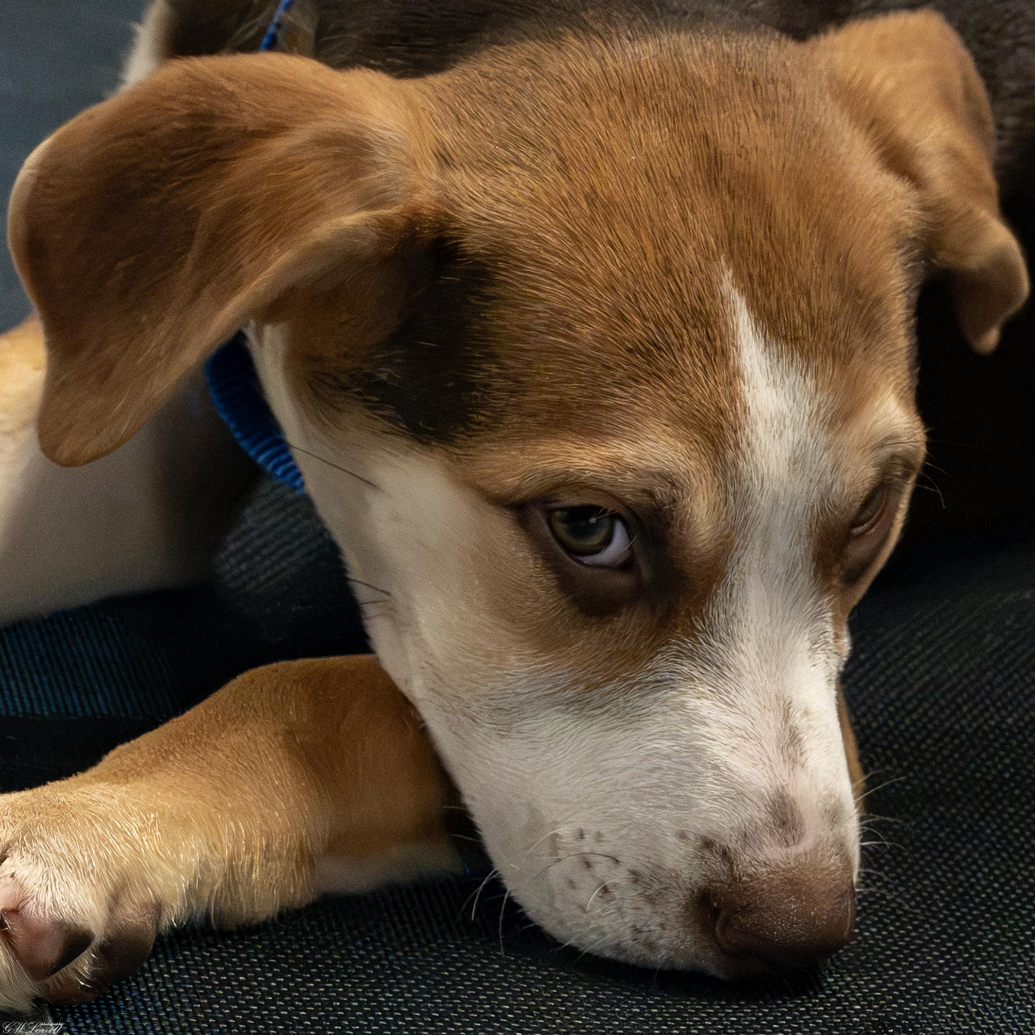 Enlarge Shanti, a Adopted Mixed Breed in Argyle, NY image 5/6