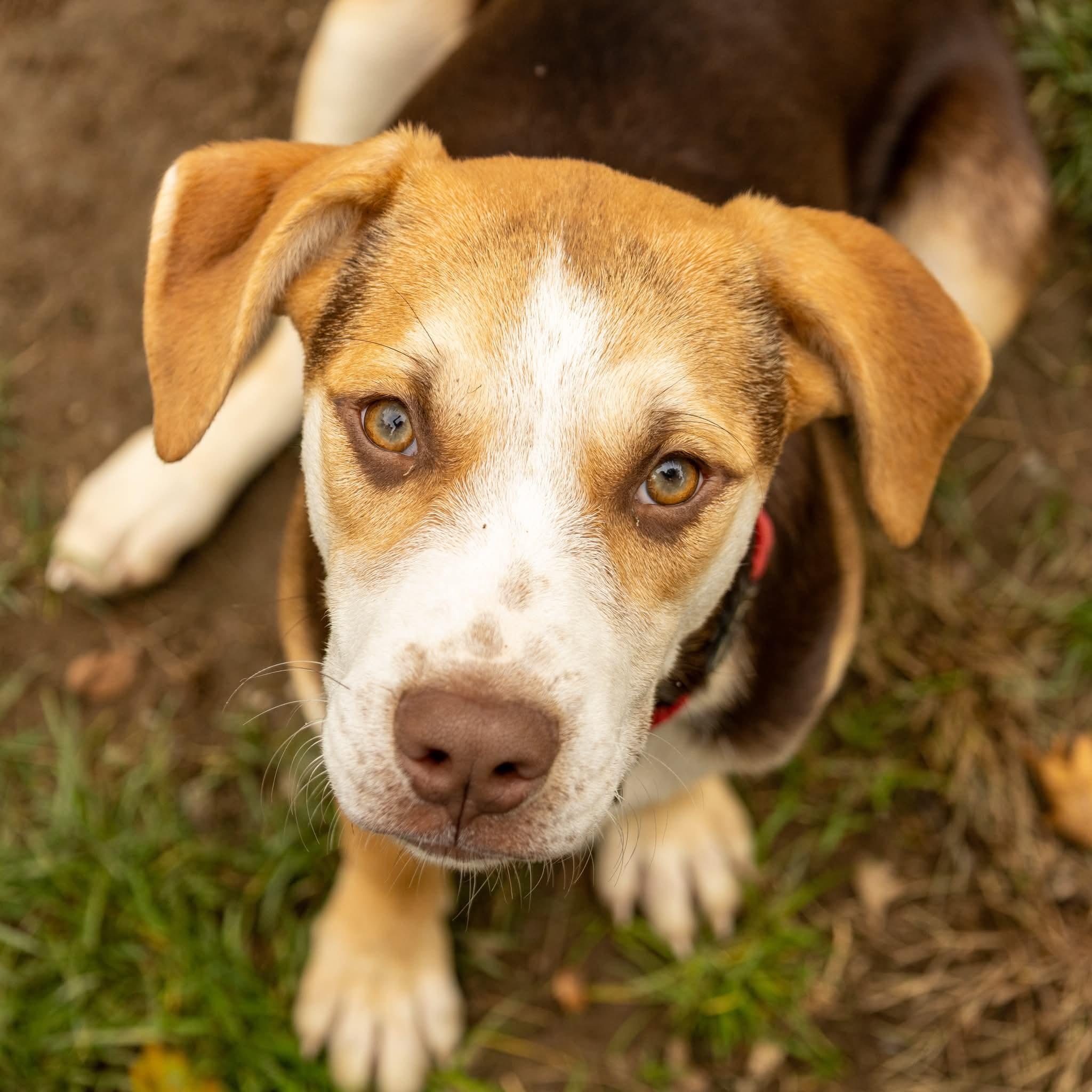 Enlarge Shanti, a Adopted Mixed Breed in Argyle, NY image 1/6