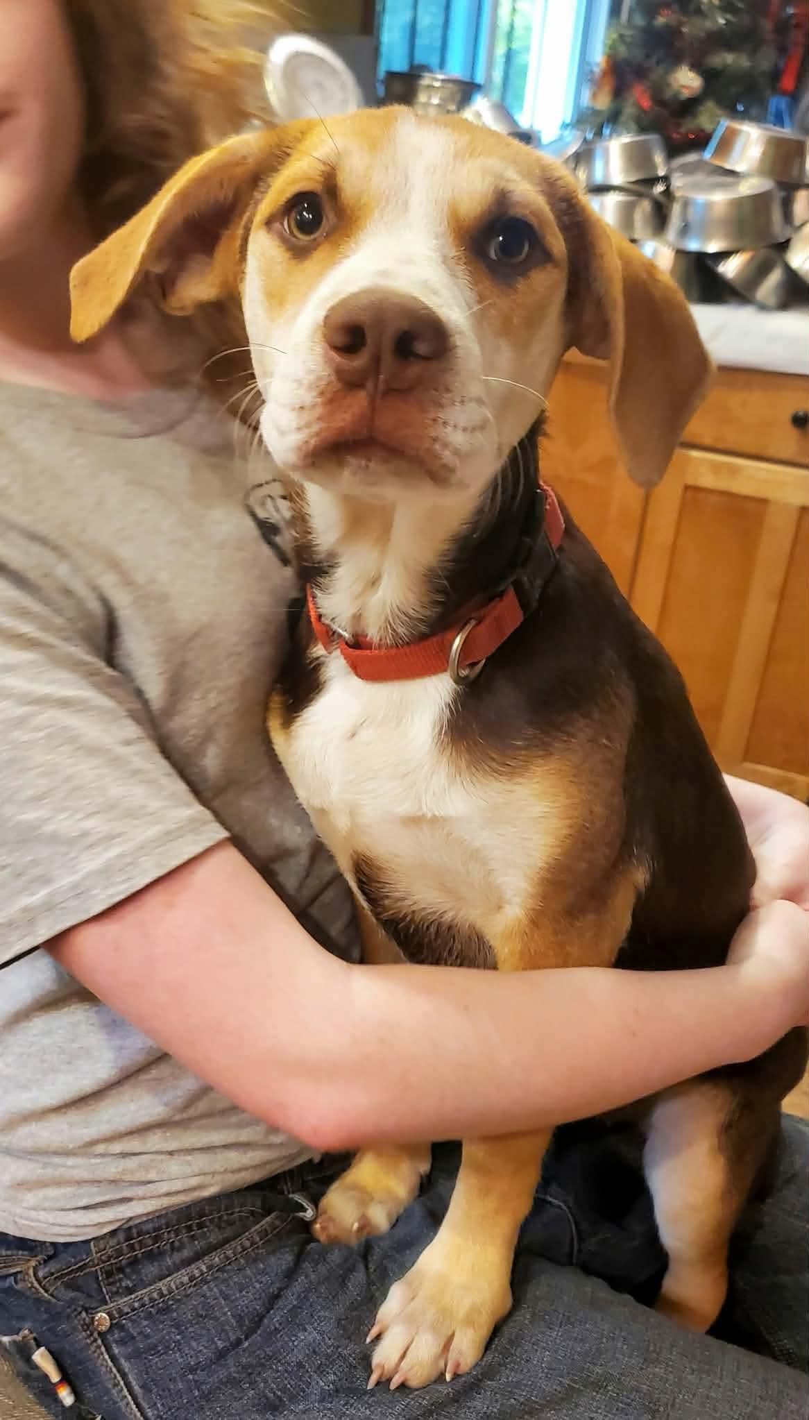 Enlarge Shanti, a Adopted Mixed Breed in Argyle, NY image 6/6