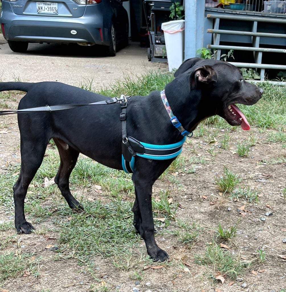 Niffler AKA Pingu (20220826-02), an adoptable Labrador Retriever in Toronto, ON, M5H 2N2 | Photo Image 2