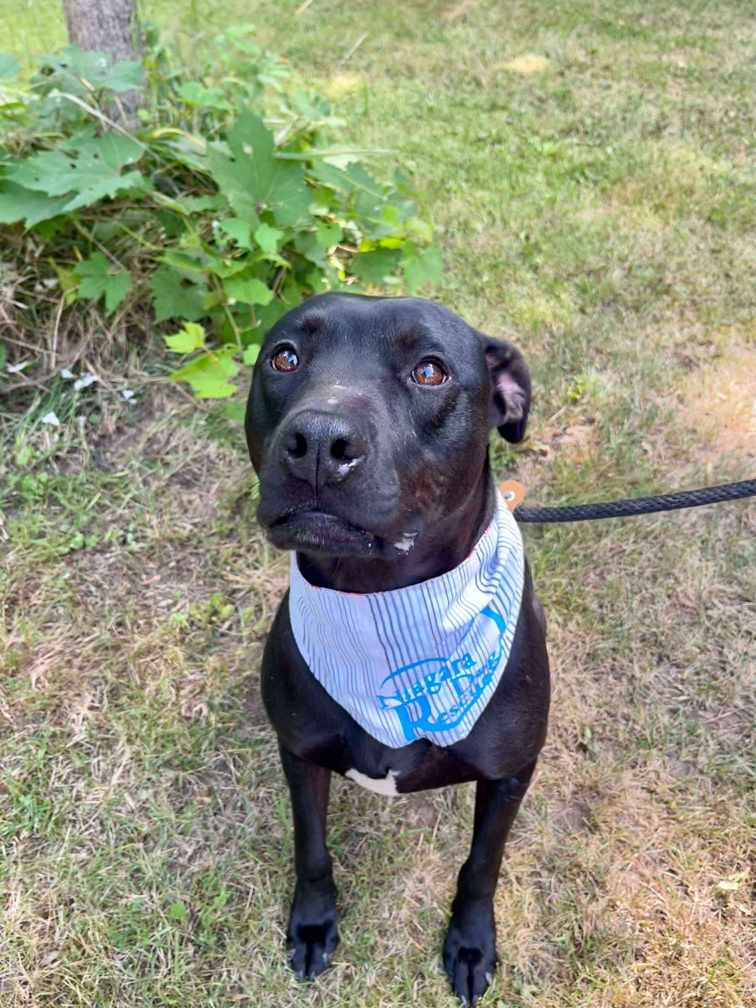 Niffler AKA Pingu (20220826-02), an adoptable Labrador Retriever in Toronto, ON, M5H 2N2 | Photo Image 6