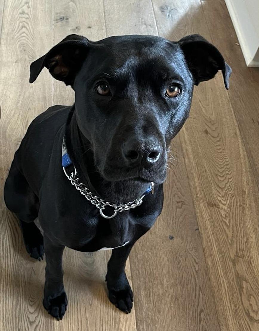 Niffler AKA Pingu (20220826-02), an adoptable Labrador Retriever in Toronto, ON, M5H 2N2 | Photo Image 3