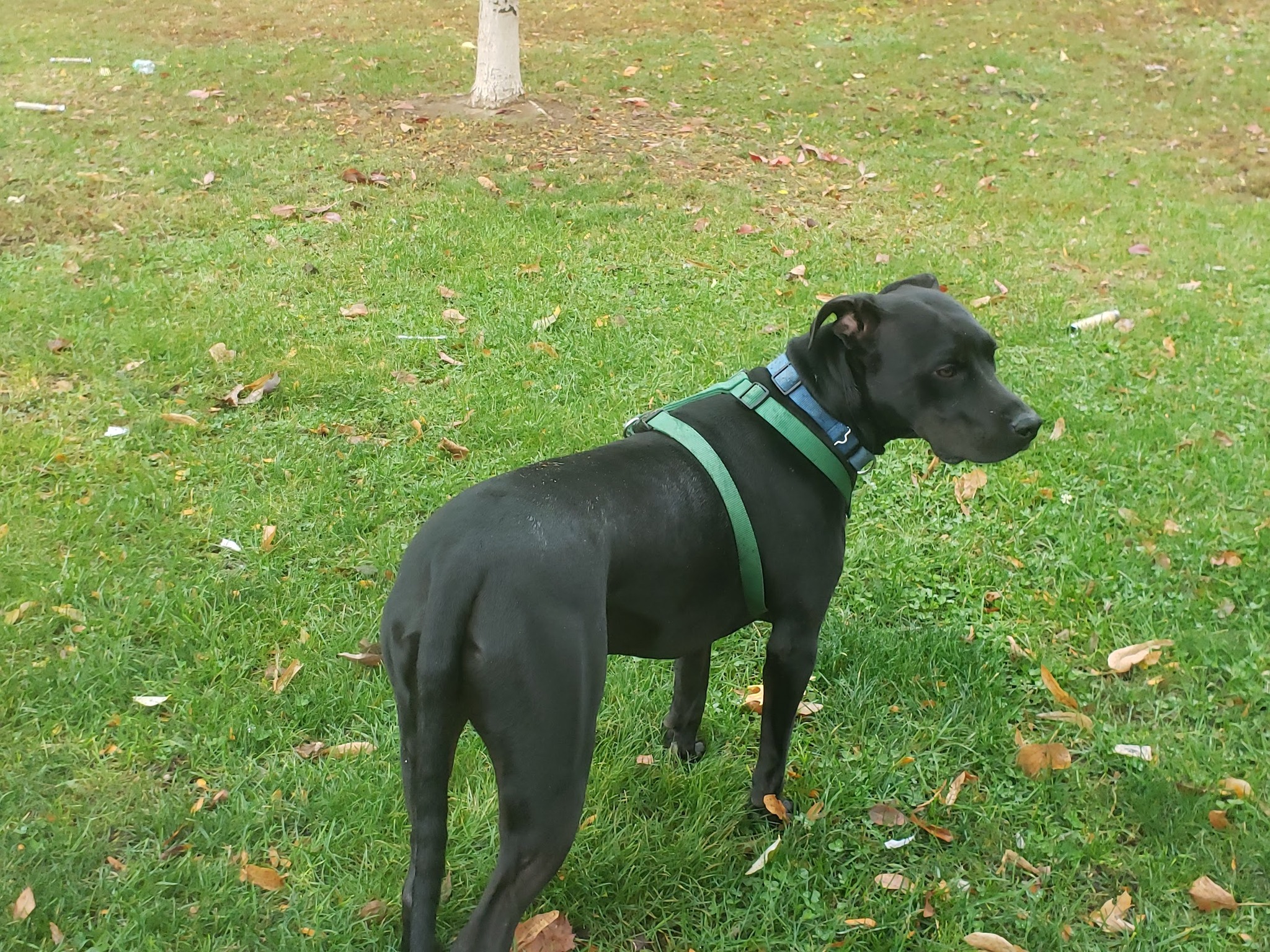 Niffler AKA Pingu (20220826-02), an adoptable Labrador Retriever in Toronto, ON, M5H 2N2 | Photo Image 4