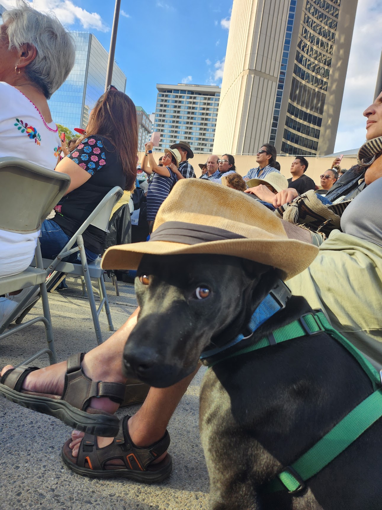 Niffler AKA Pingu (20220826-02), an adoptable Labrador Retriever in Toronto, ON, M5H 2N2 | Photo Image 5