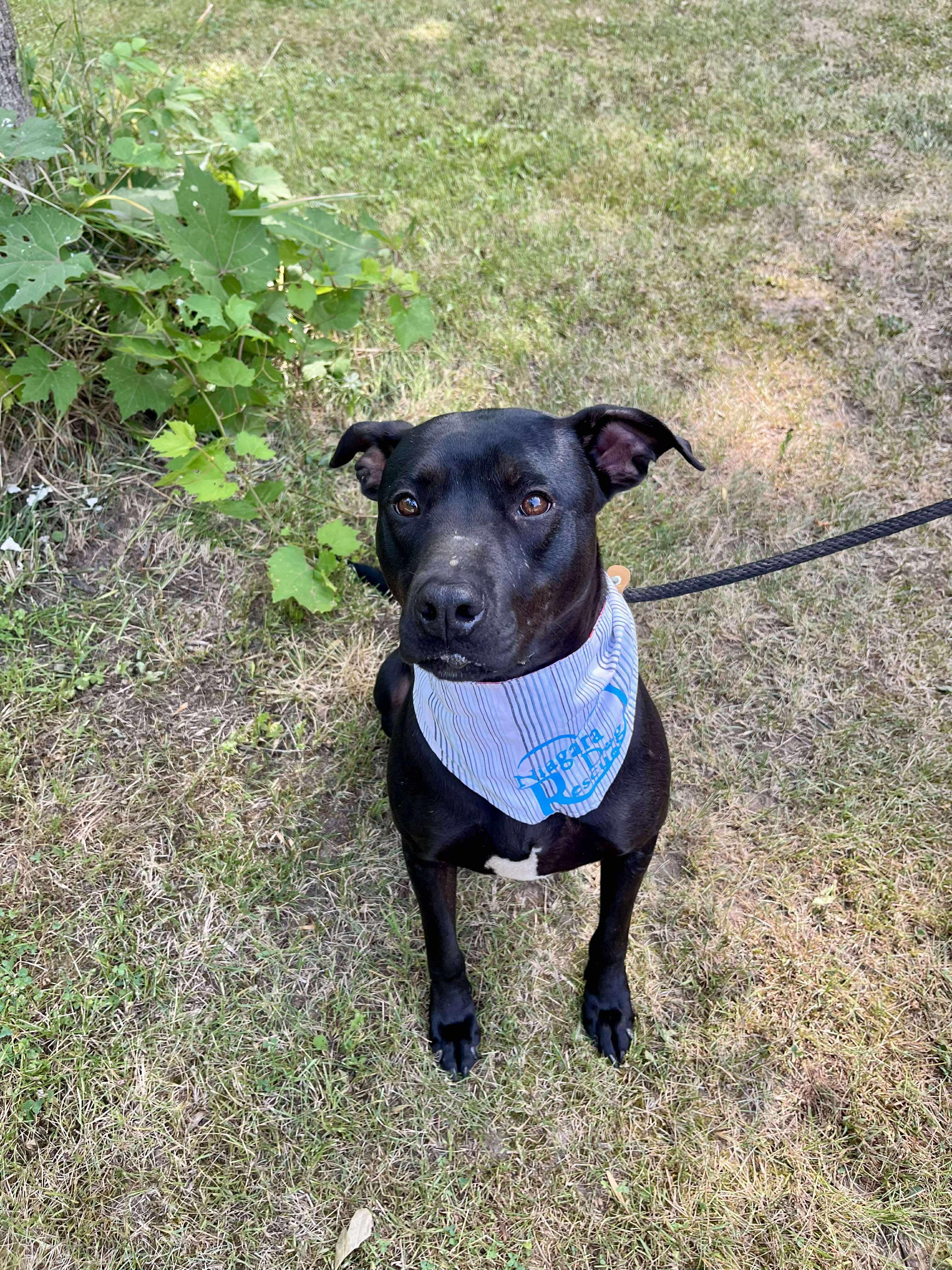 Niffler AKA Pingu (20220826-02), an adoptable Labrador Retriever in Toronto, ON, M5H 2N2 | Photo Image 1