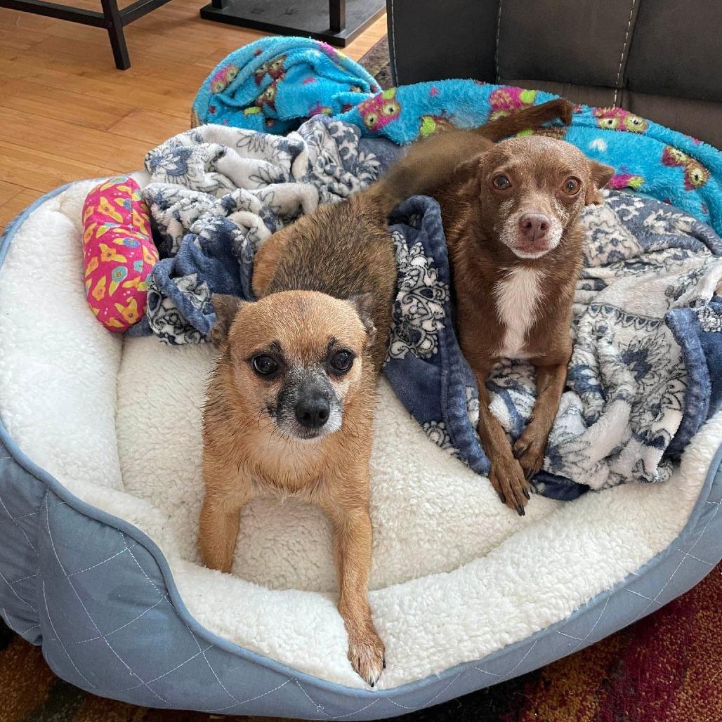 Thor (FF Dustin) — thumbnail 6