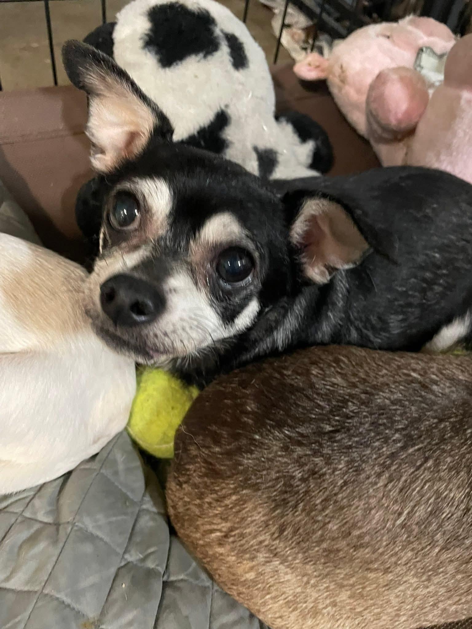 T-Pepper, an adoptable Chihuahua in Billings, MT, 59101 | Photo Image 1