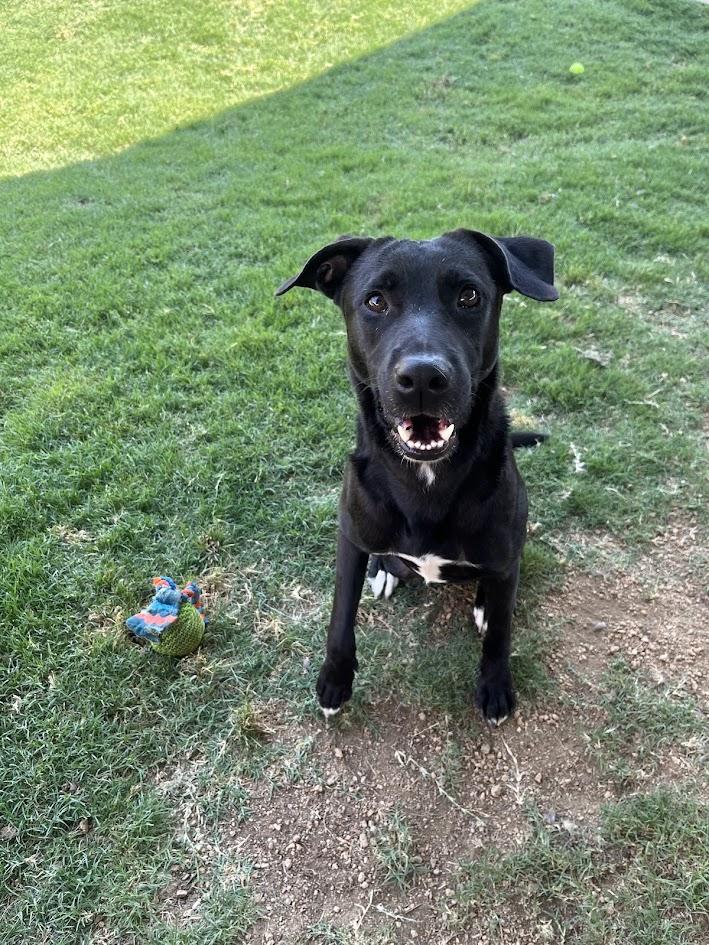 Enlarge Shadow* A209544, a Adoptable mixed breed in Plano, TX image 4/6