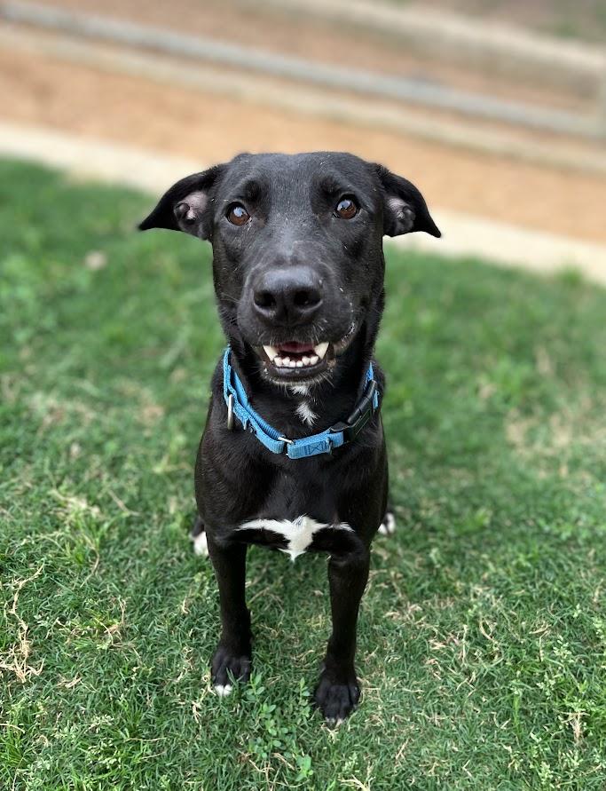 Enlarge Shadow* A209544, a Adoptable mixed breed in Plano, TX image 3/6