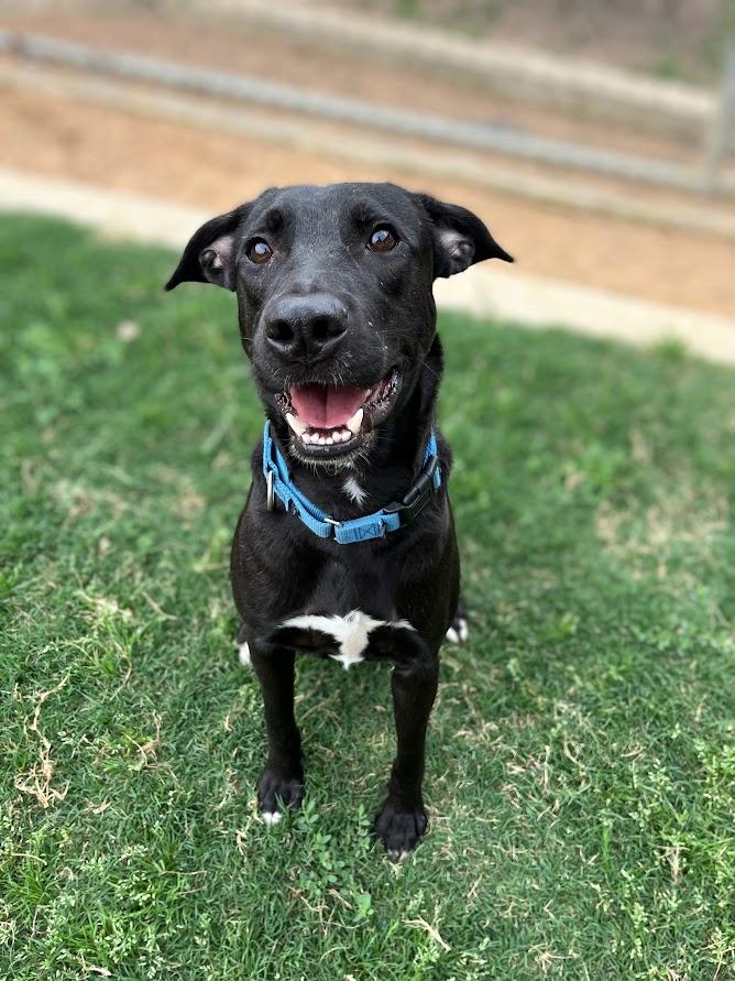 Enlarge Shadow* A209544, a Adoptable mixed breed in Plano, TX image 6/6