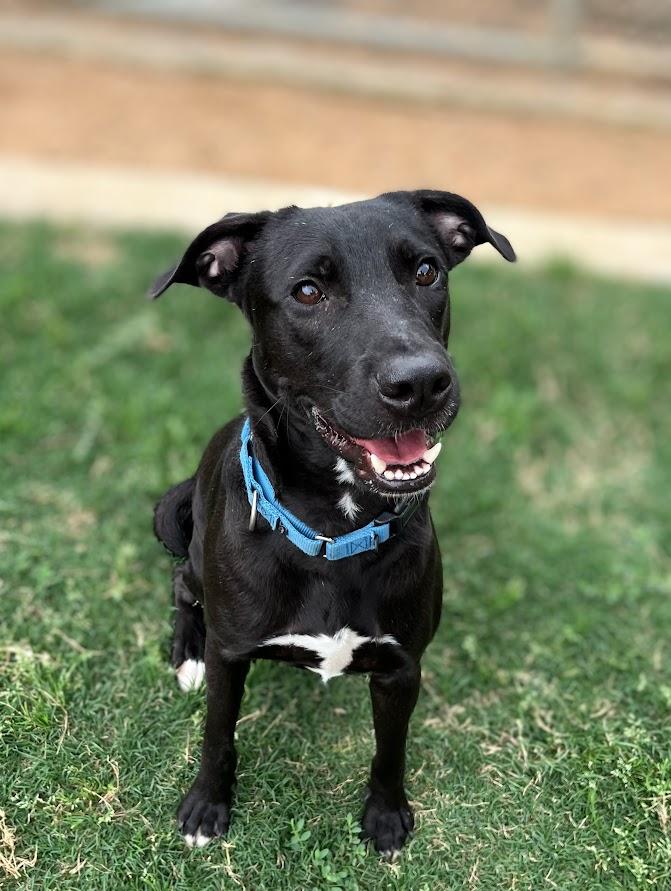 Enlarge Shadow* A209544, a Adoptable mixed breed in Plano, TX image 5/6