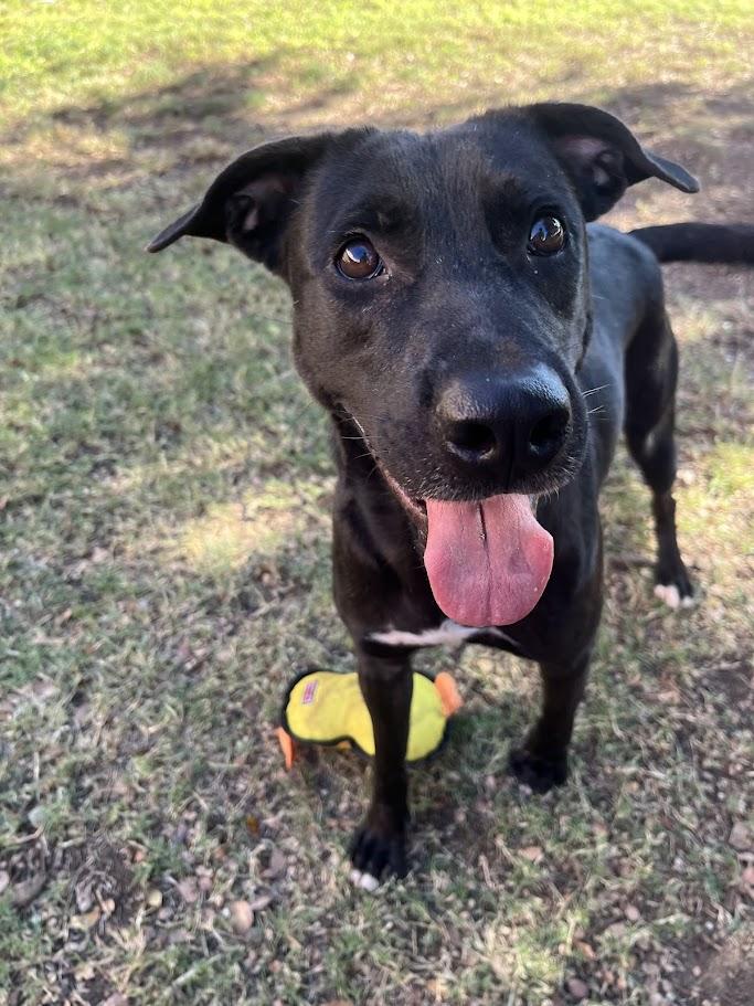 Enlarge Shadow* A209544, a Adoptable mixed breed in Plano, TX image 2/6