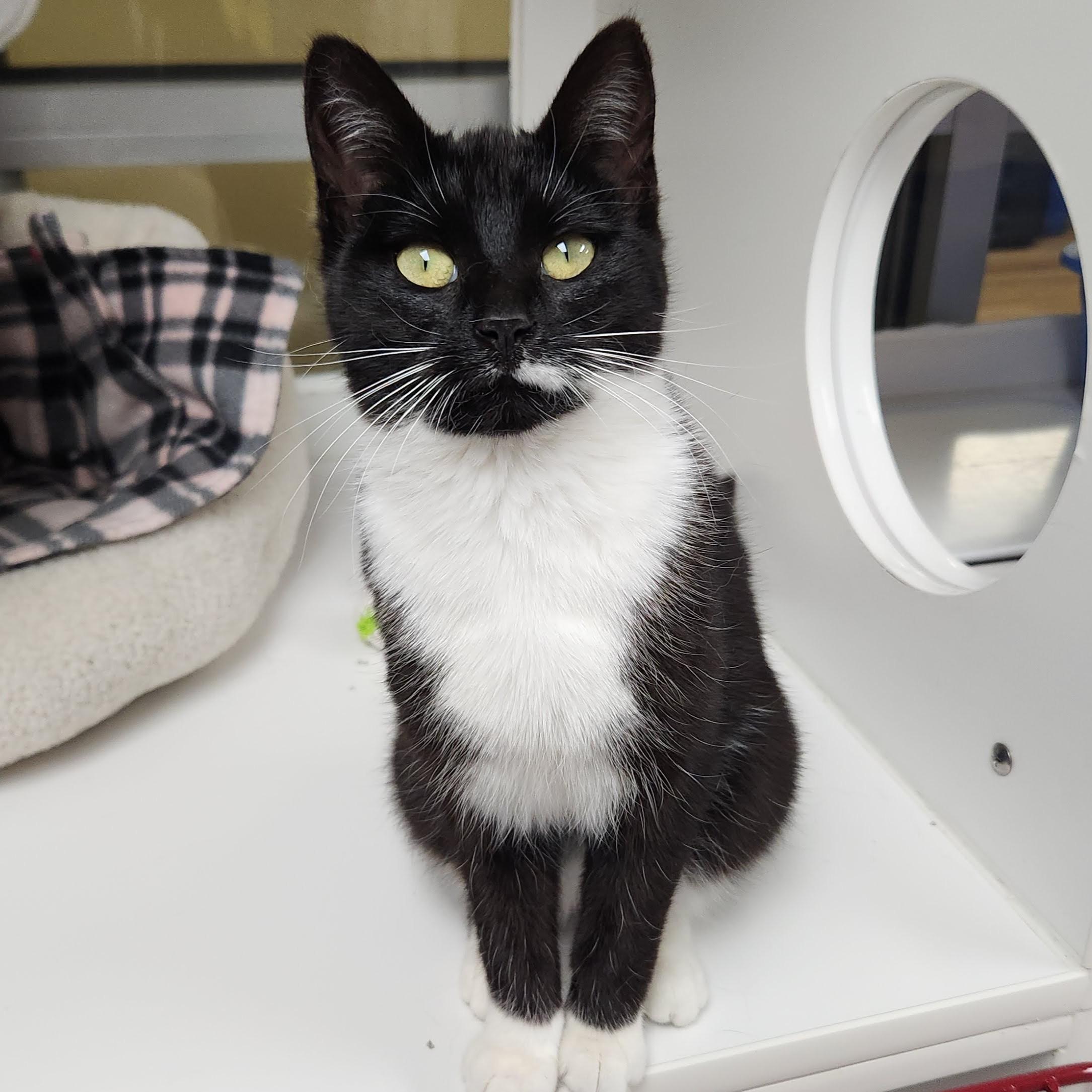 Enlarge Pantera, a ADOPTABLE Domestic Short Hair in Marshfield, WI image 2/6