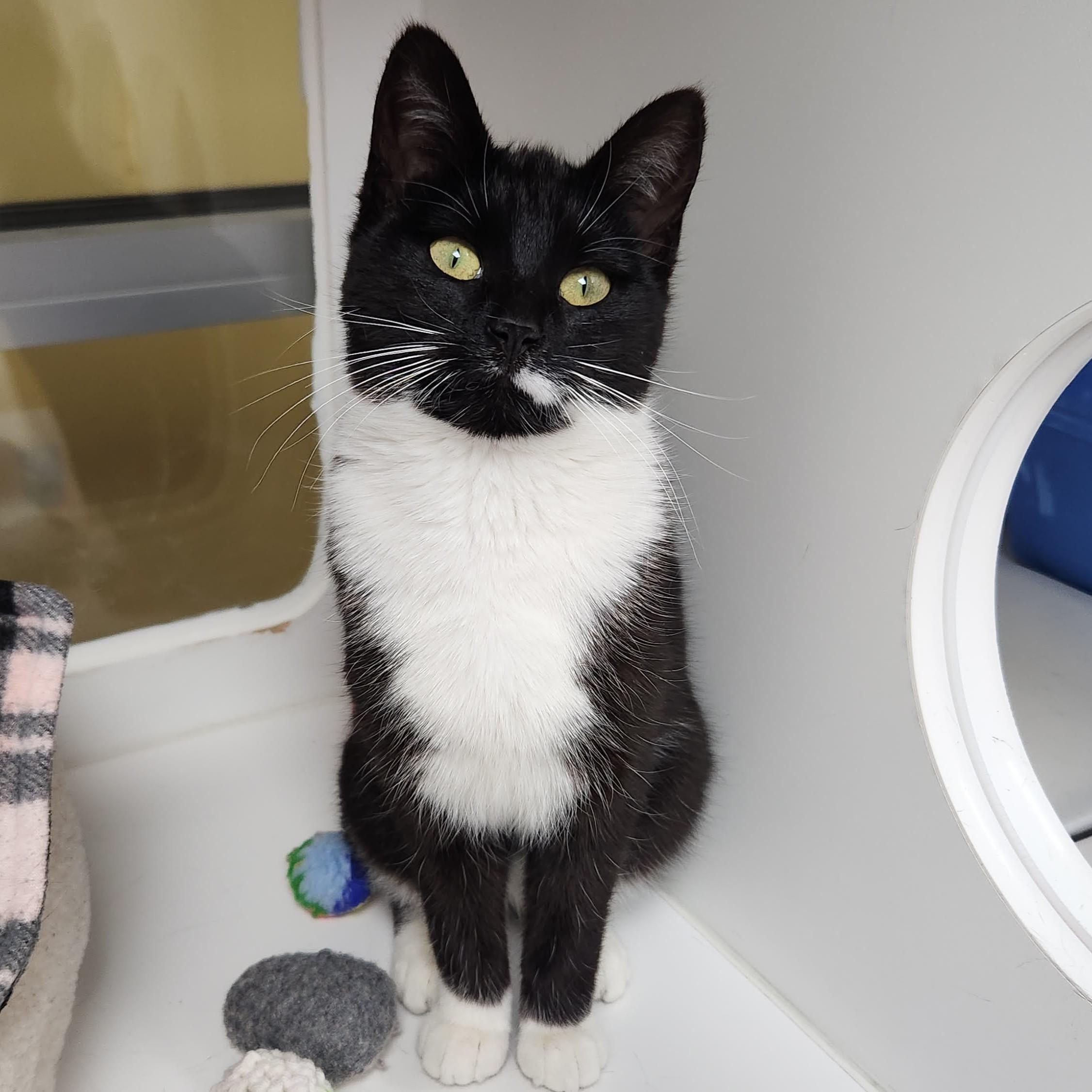 Enlarge Pantera, a ADOPTABLE Domestic Short Hair in Marshfield, WI image 5/6