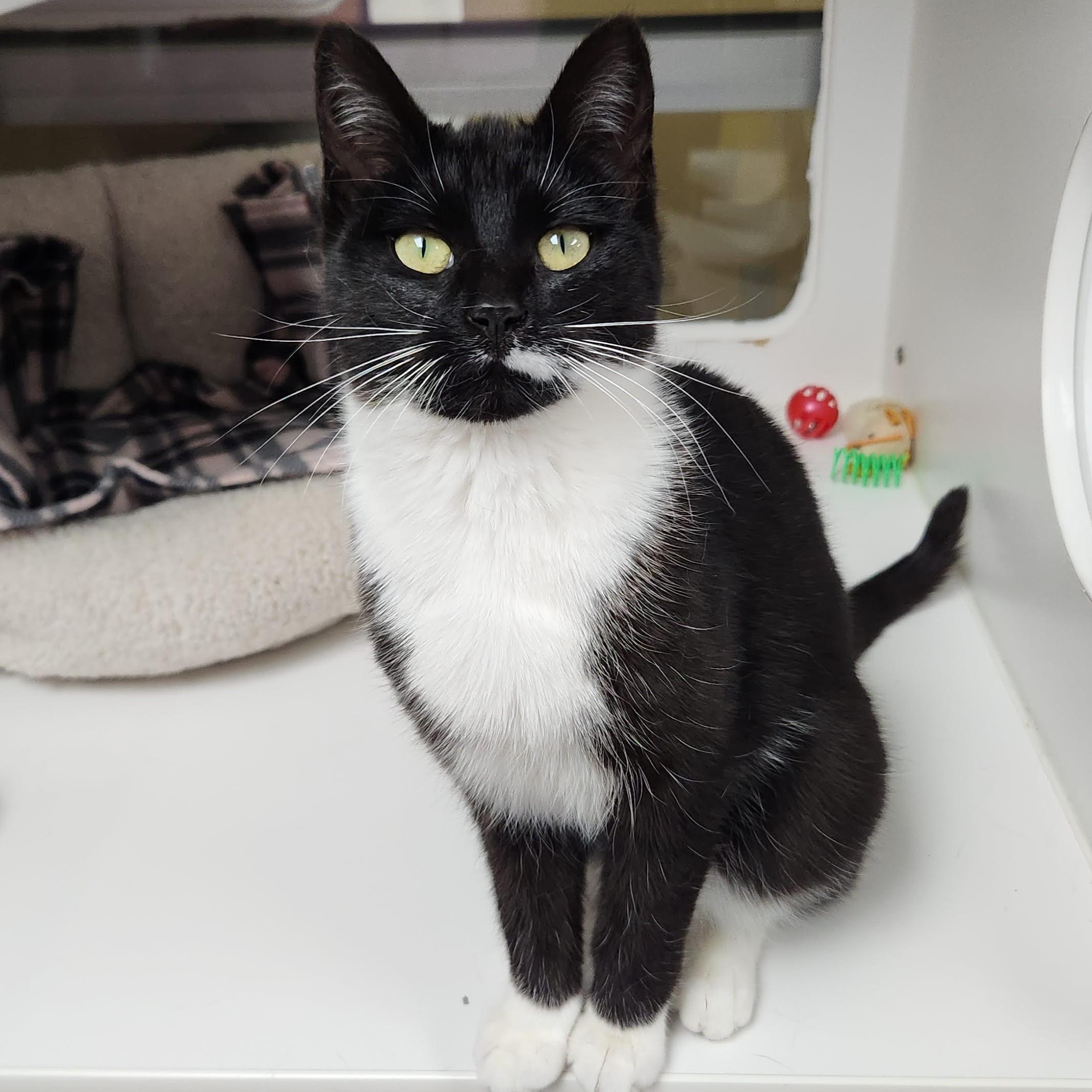 Enlarge Pantera, a ADOPTABLE Domestic Short Hair in Marshfield, WI image 4/6