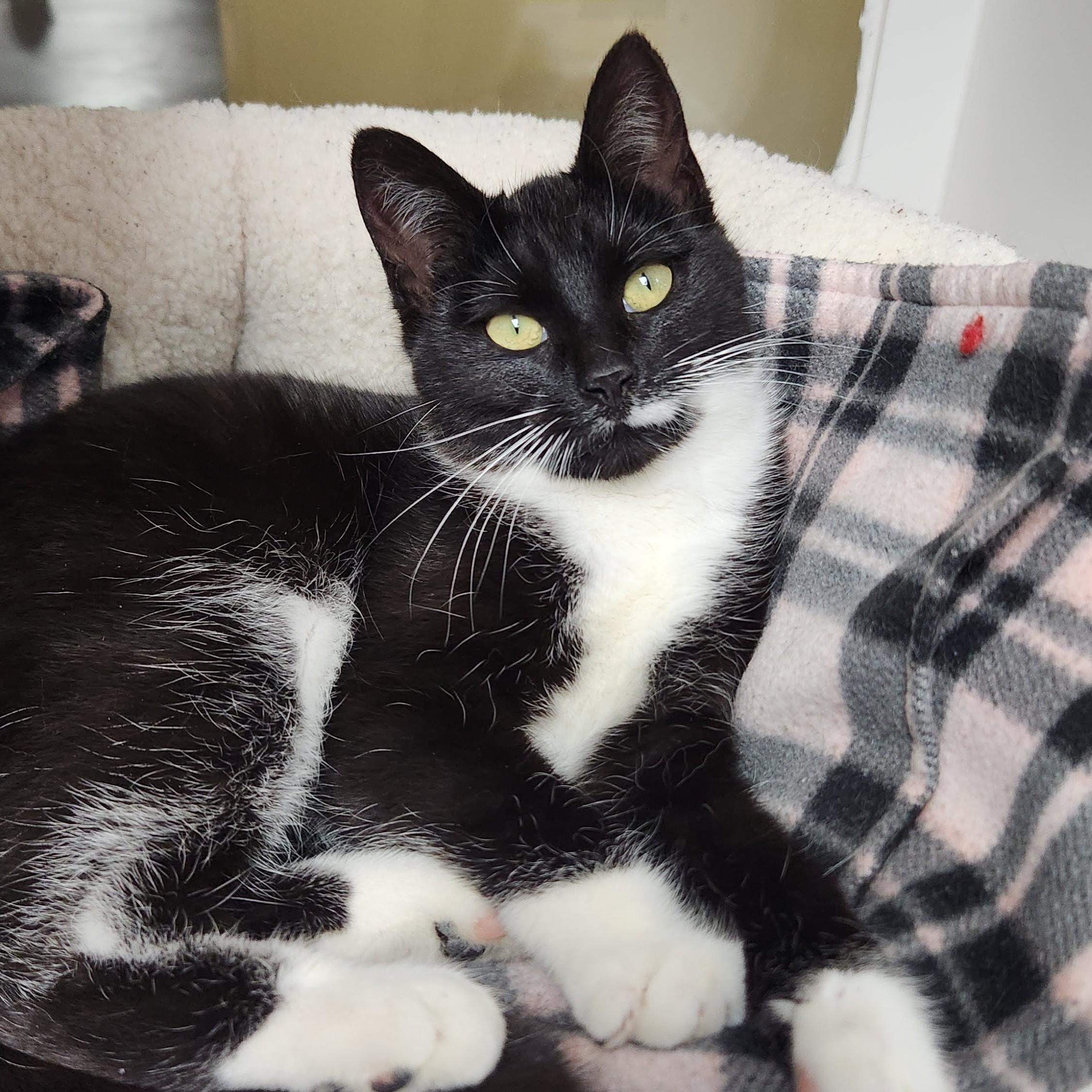 Enlarge Pantera, a ADOPTABLE Domestic Short Hair in Marshfield, WI image 3/6