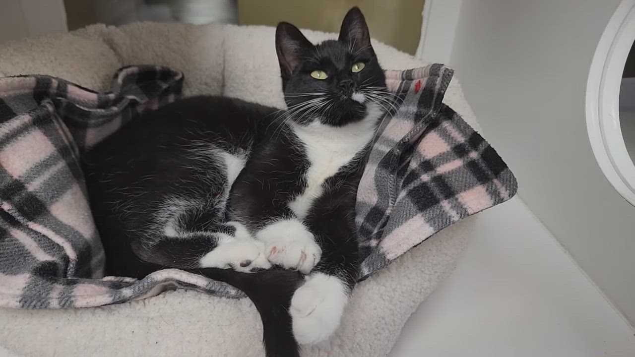 Enlarge Pantera, a ADOPTABLE Domestic Short Hair in Marshfield, WI video 6/6
