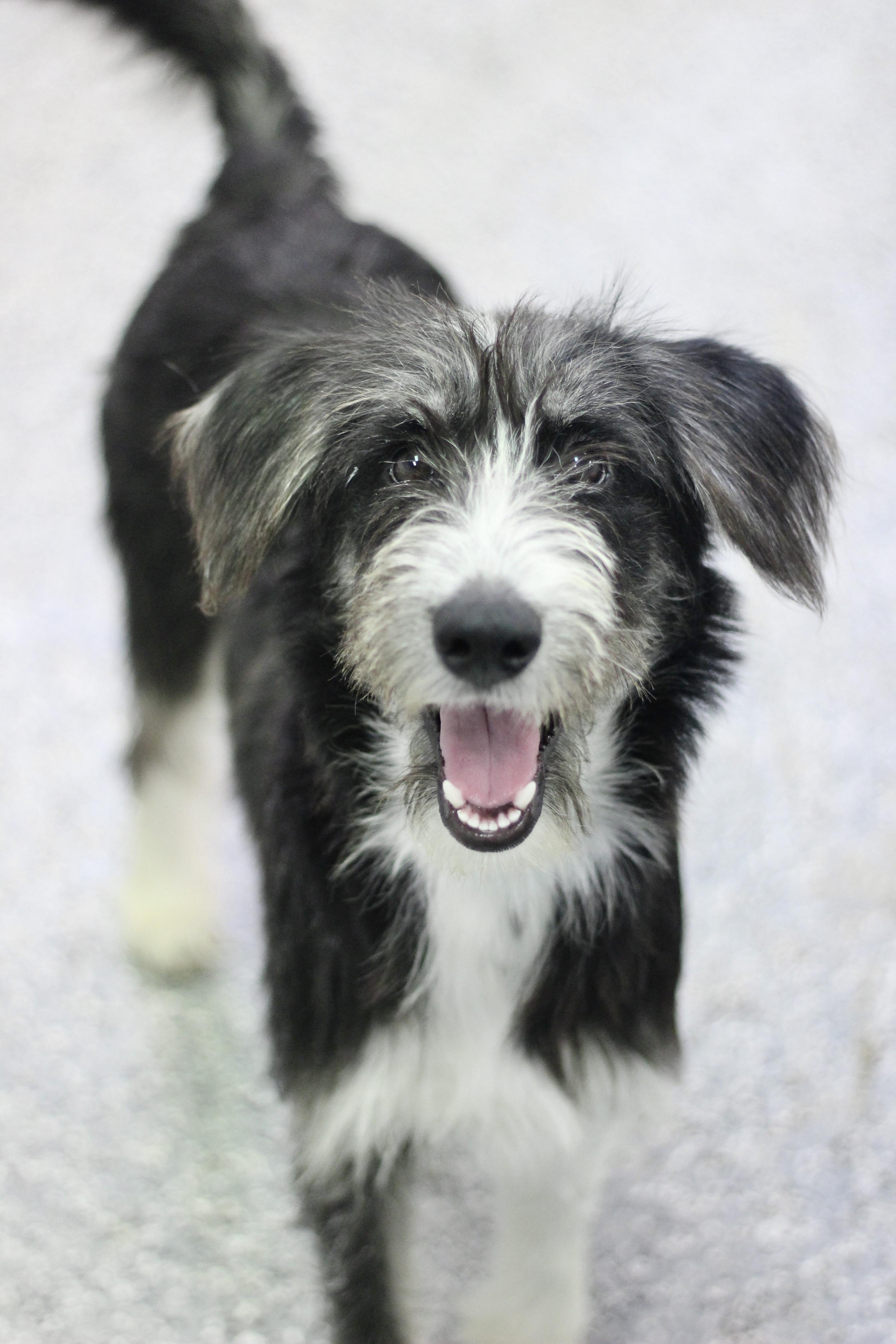 Enlarge Wonton in NH. Come Meet our Adoptable Dogs Wednesday-Saturday. More info in Bio, a Adoptable mixed breed in Manchester, NH image 2/2