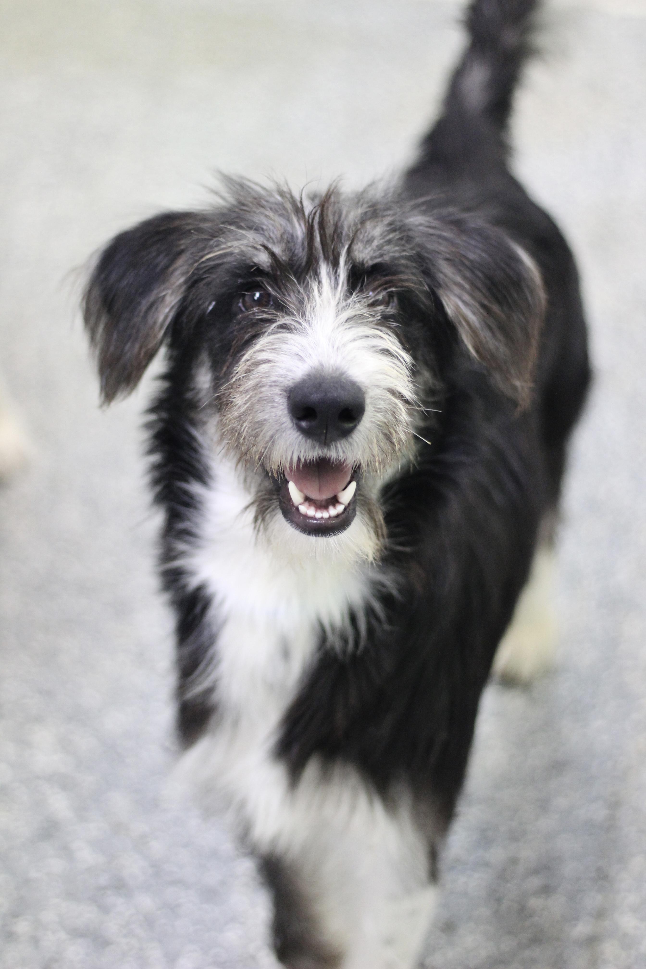 Enlarge Wonton in NH. Come Meet our Adoptable Dogs Wednesday-Saturday. More info in Bio, a Adoptable mixed breed in Manchester, NH image 1/2