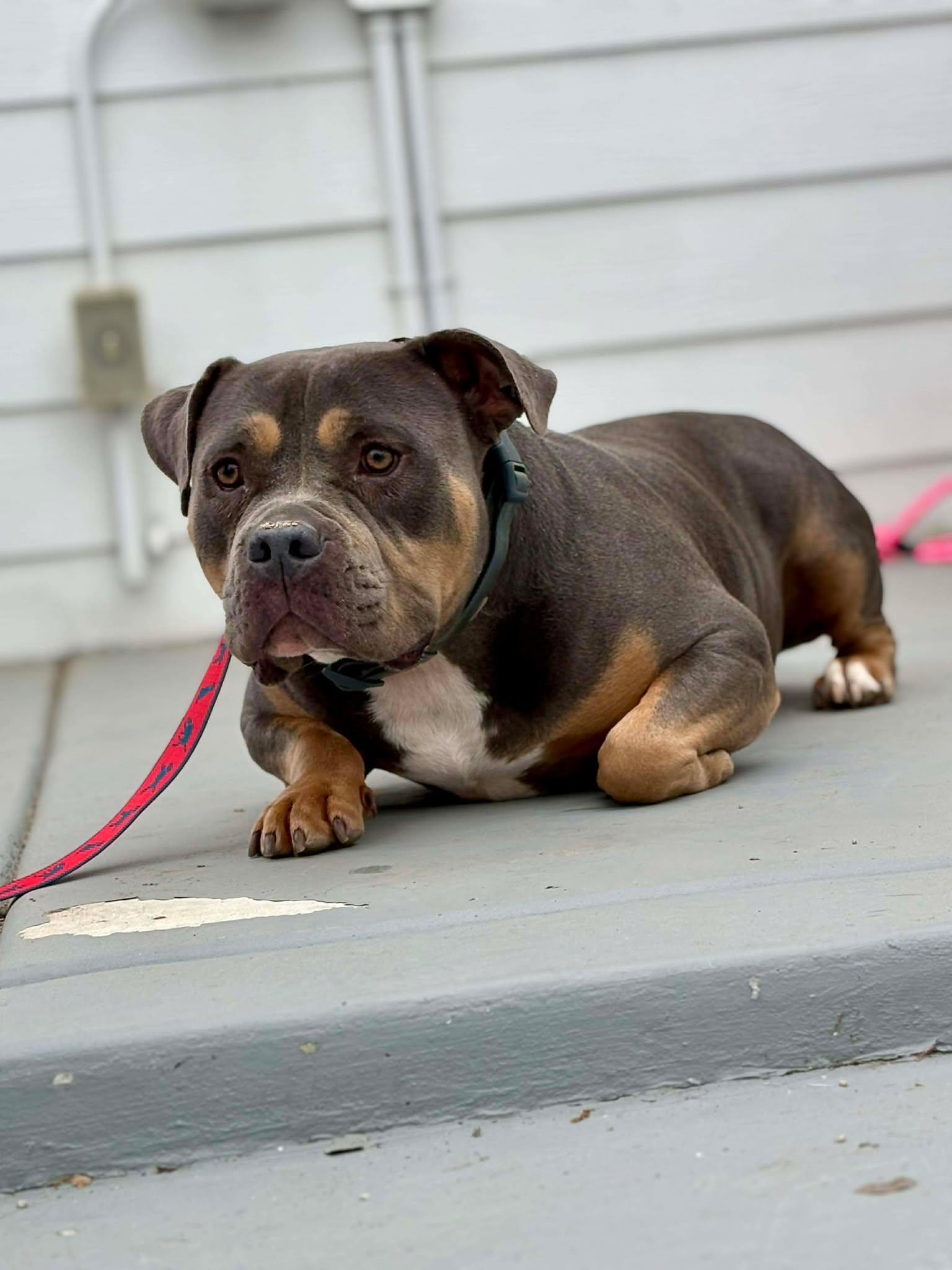 Enlarge Micah, a Adopted American Bulldog in Visalia, CA image 1/3