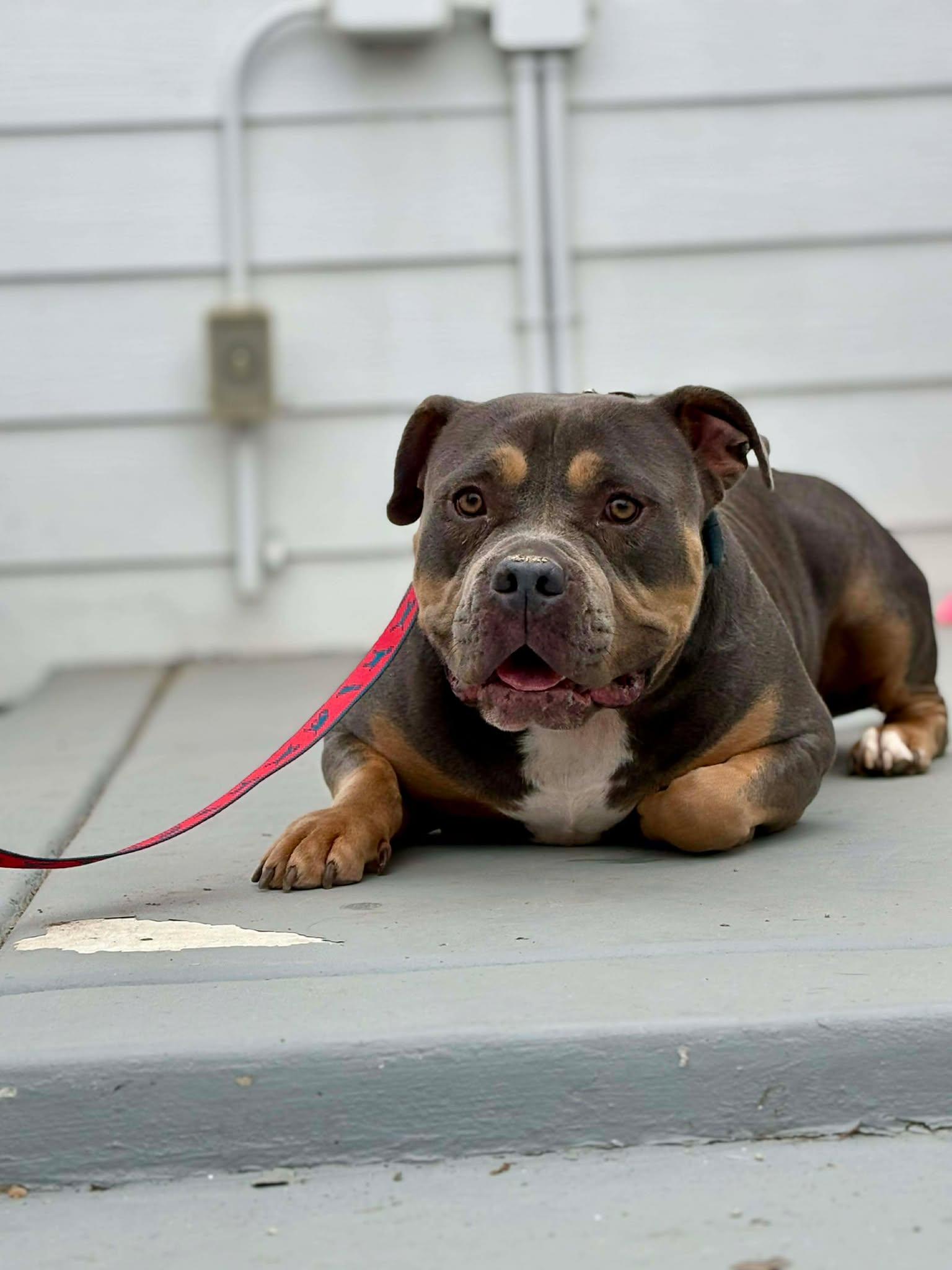 Enlarge Micah, a Adopted American Bulldog in Visalia, CA image 2/3