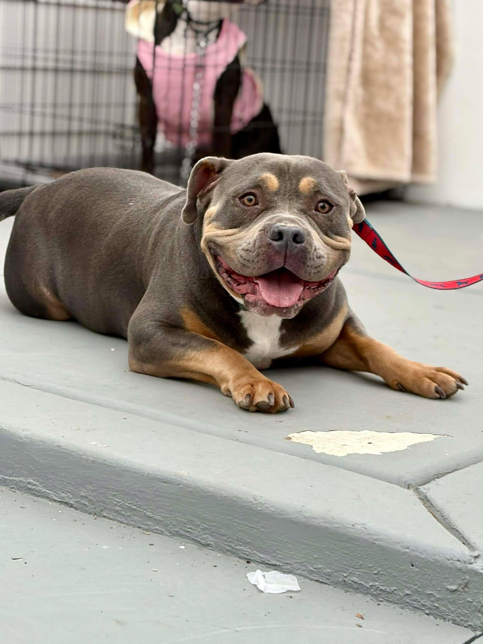 Enlarge Micah, a Adopted American Bulldog in Visalia, CA image 3/3