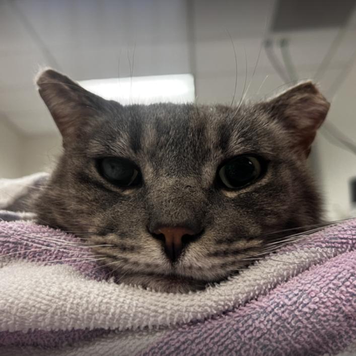 Enlarge Riff, a Adoptable Domestic Medium Hair in Redwood City, CA image 1/1